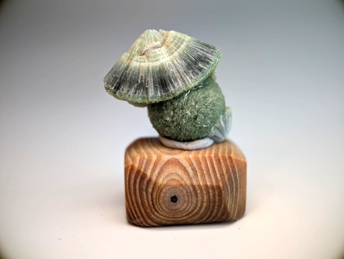 A polished green agate shell sculpture called Amazing Wavellite on a handmade carved wooden mount from Garland County Arkansas
