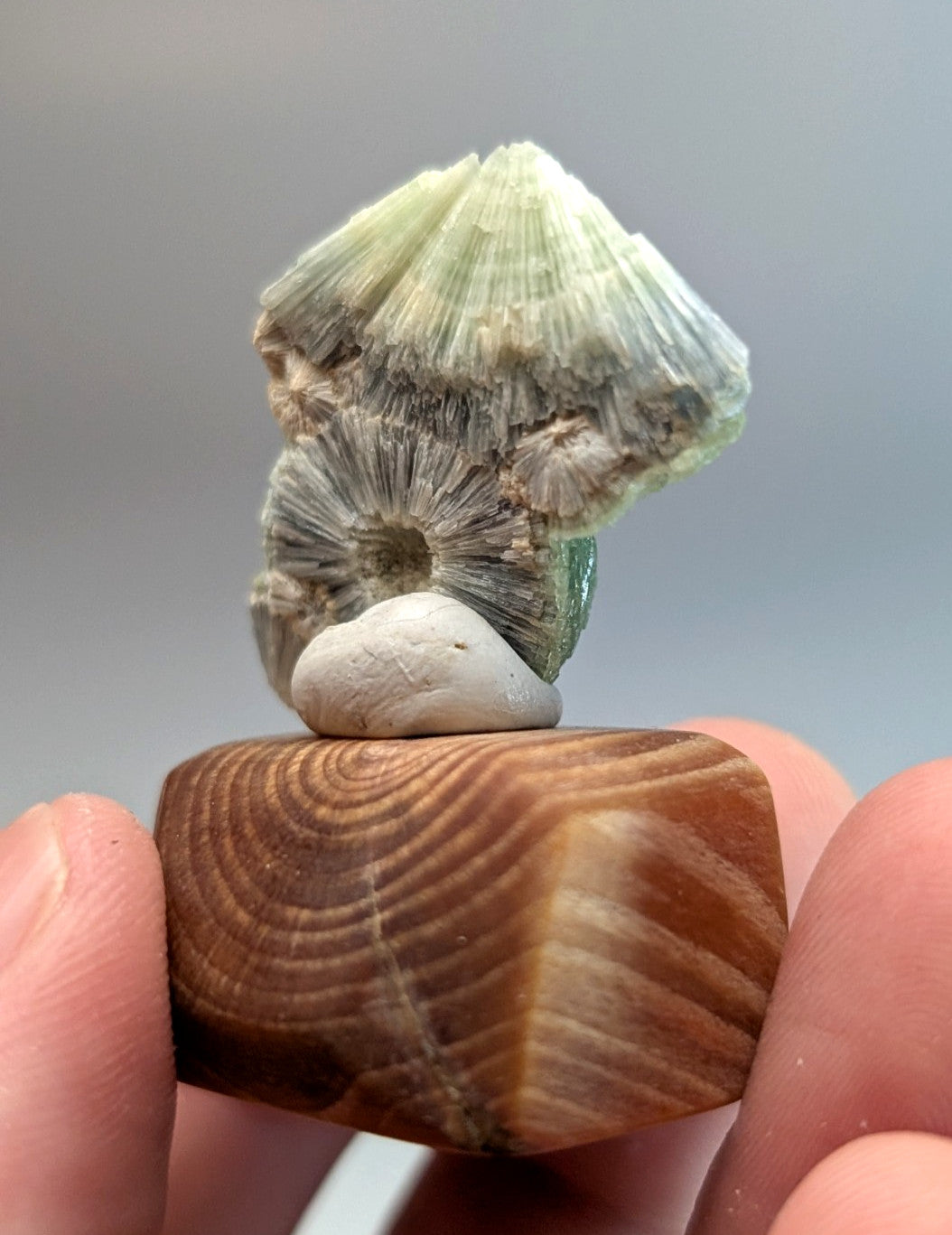 A layered fossilized wavellite coral with pale green and gray hues on a polished wooden base from garland county arkansas