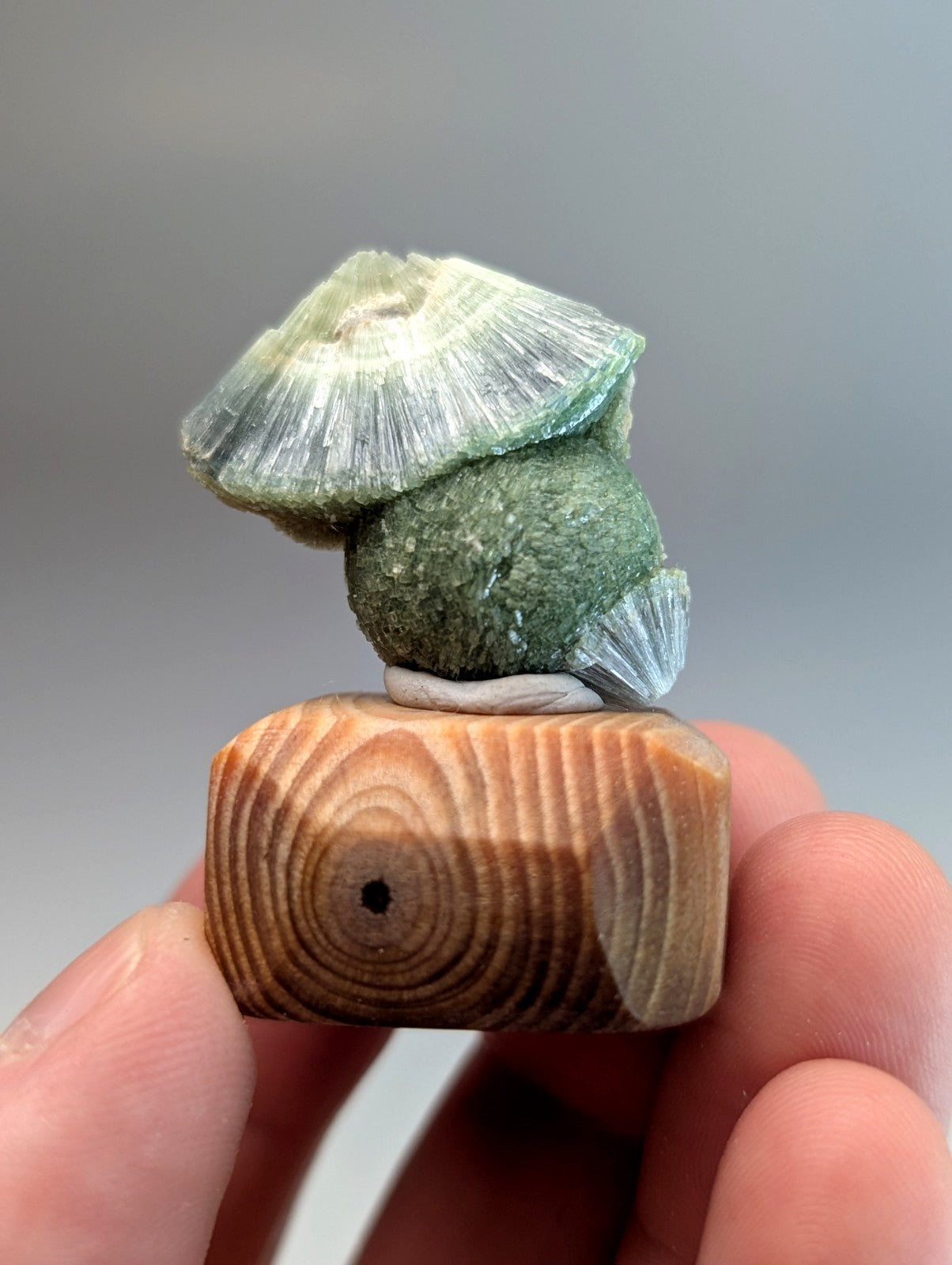 A hand holds a green layered fossilized wavellite with translucent white striations on a handmade wooden mount