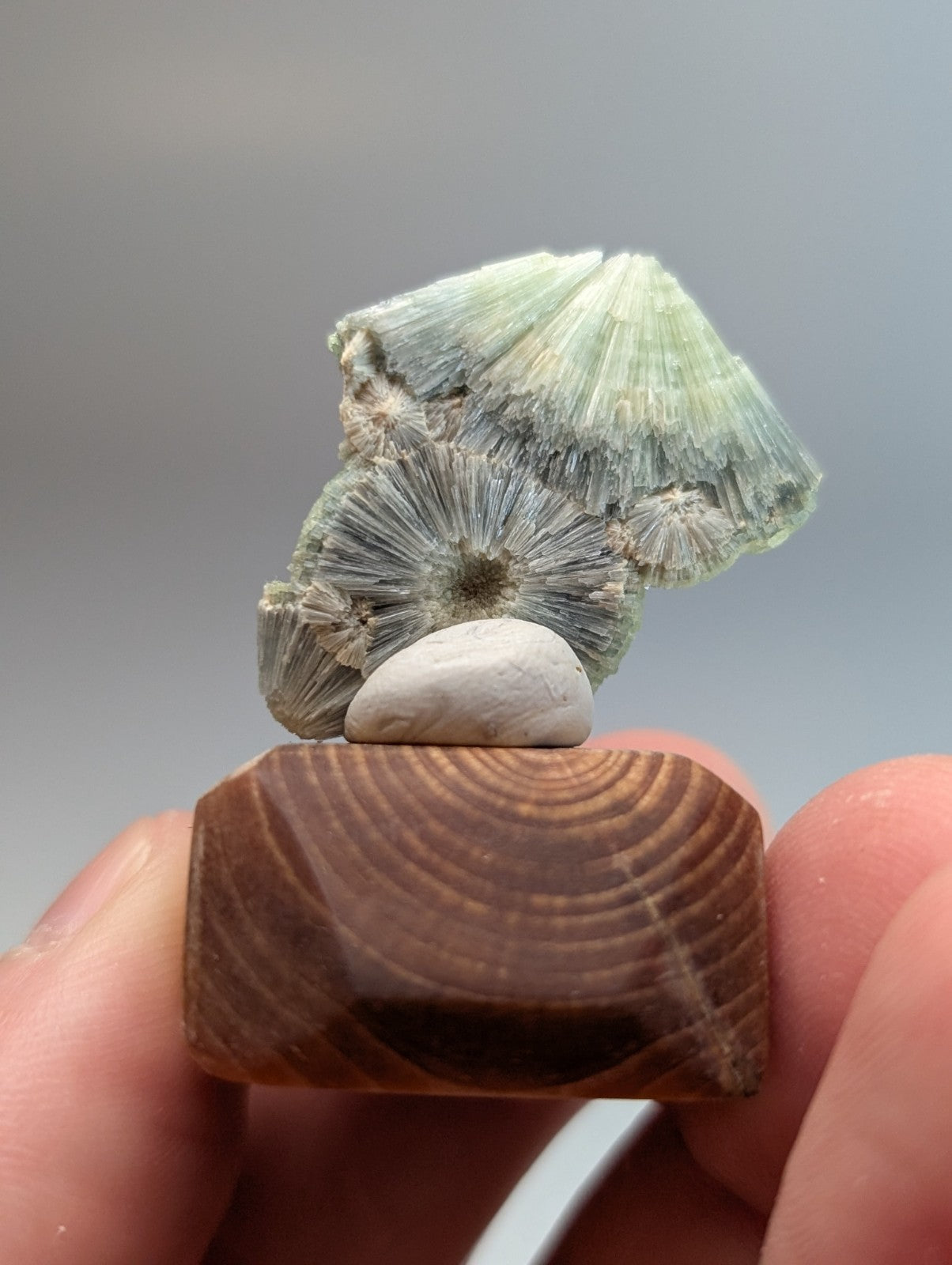 A delicate pale green wavellite crystalline fossil with radial patterns on a white stone handmade wood mount from arkansas