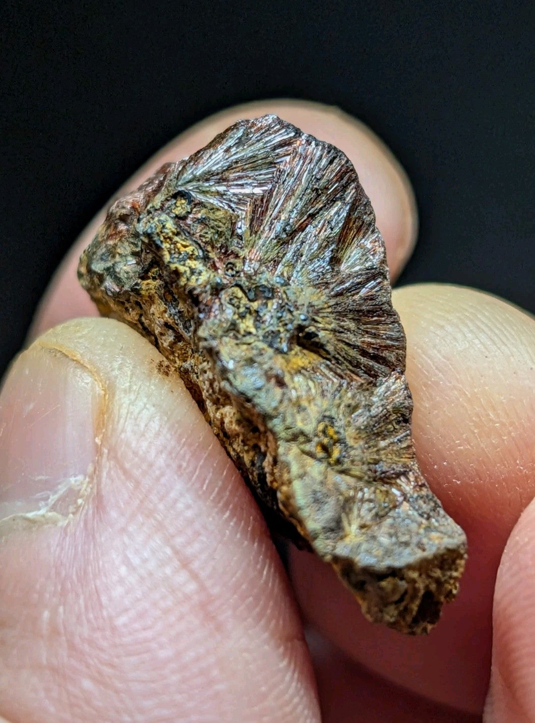 A rugged, earthy-toned fossilized coral fragment with intricate radial patterns and a rough, textured surface.