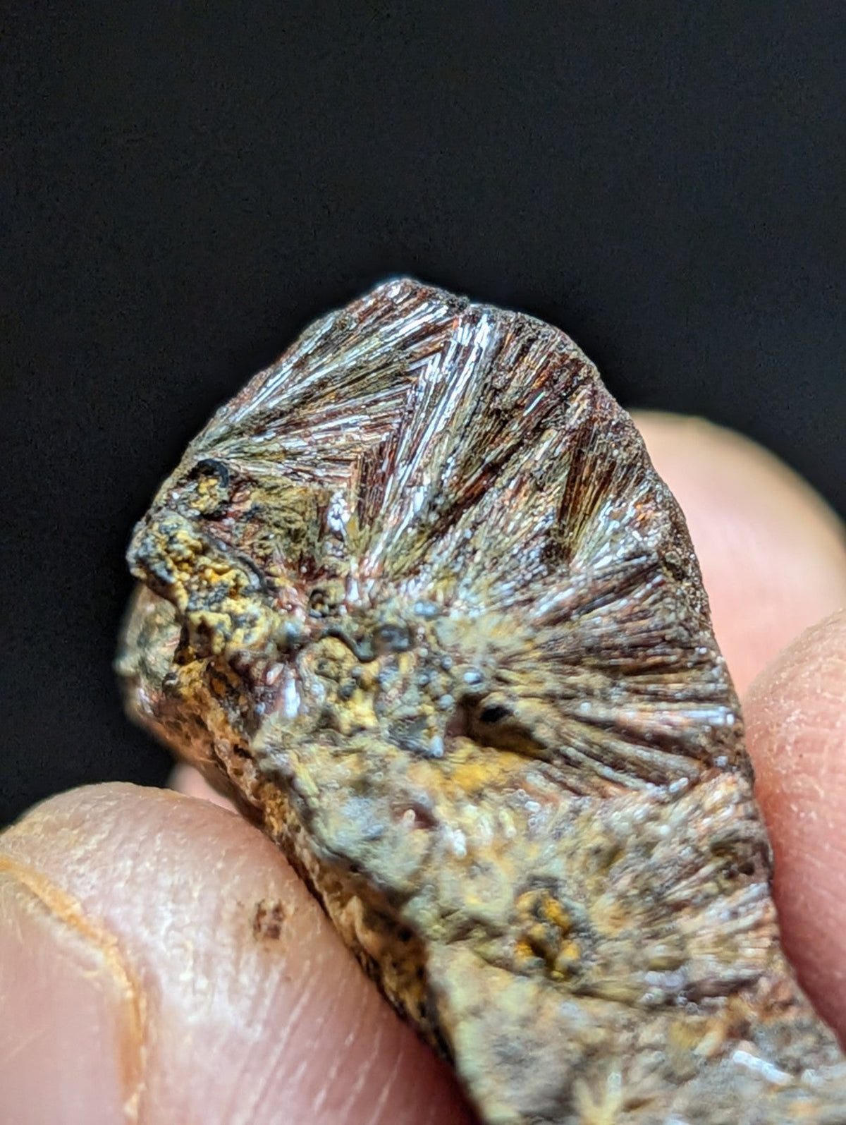 A fossilized trilobite with a dark brown, textured surface and radiating ridges.