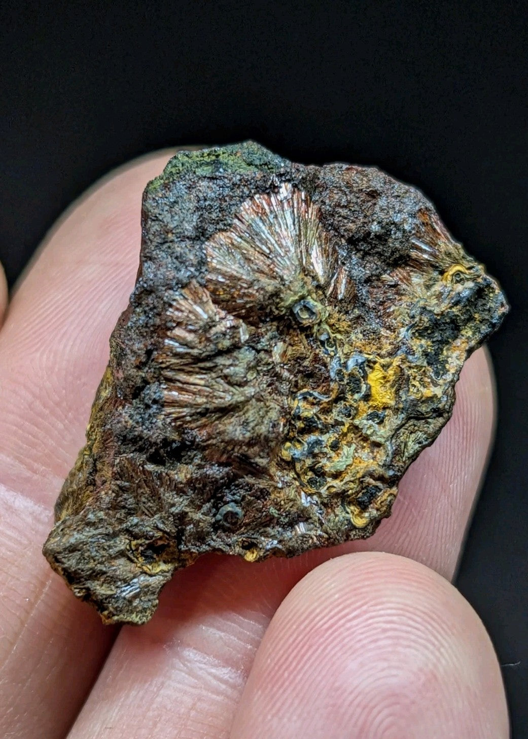 A fossilized coral specimen with iridescent, fan-shaped ridges embedded in a dark green and brown rock matrix.
