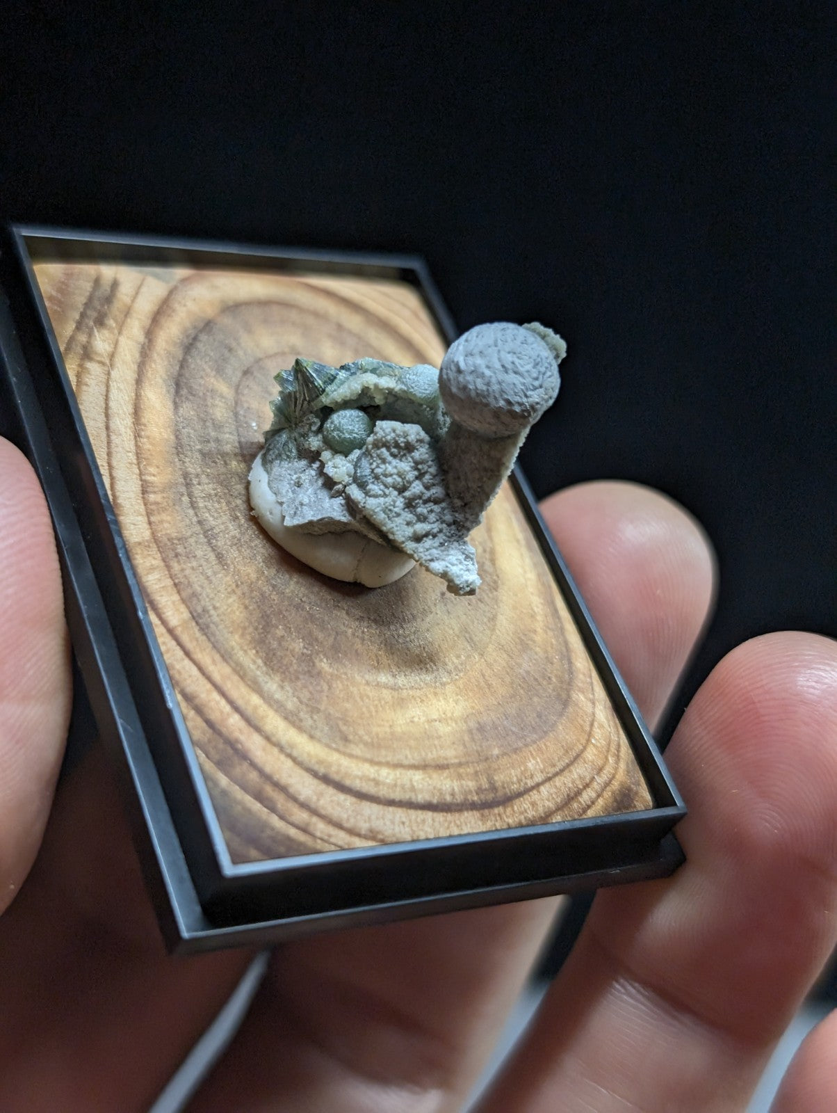 A miniature, grayish-green snail-shaped mineral specimen displayed in a black-framed wooden presentation box.