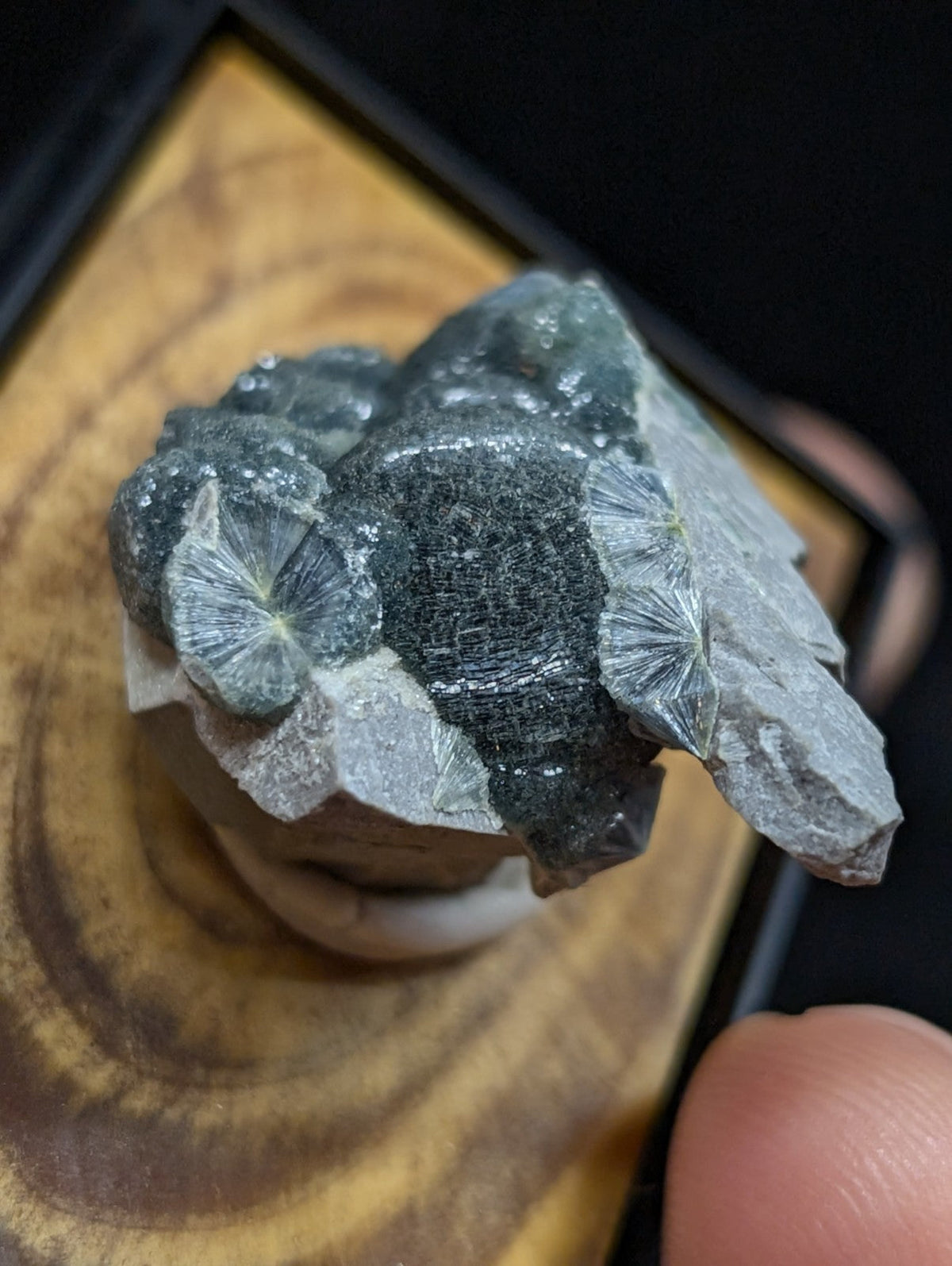 A dark gray, crystalline mineral specimen with translucent, fan-shaped crystals and a rough-textured base.