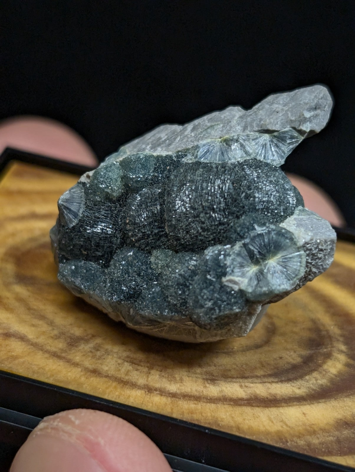 A dark gray, textured fossilized coral specimen with intricate radial patterns and a rough, crystalline surface.