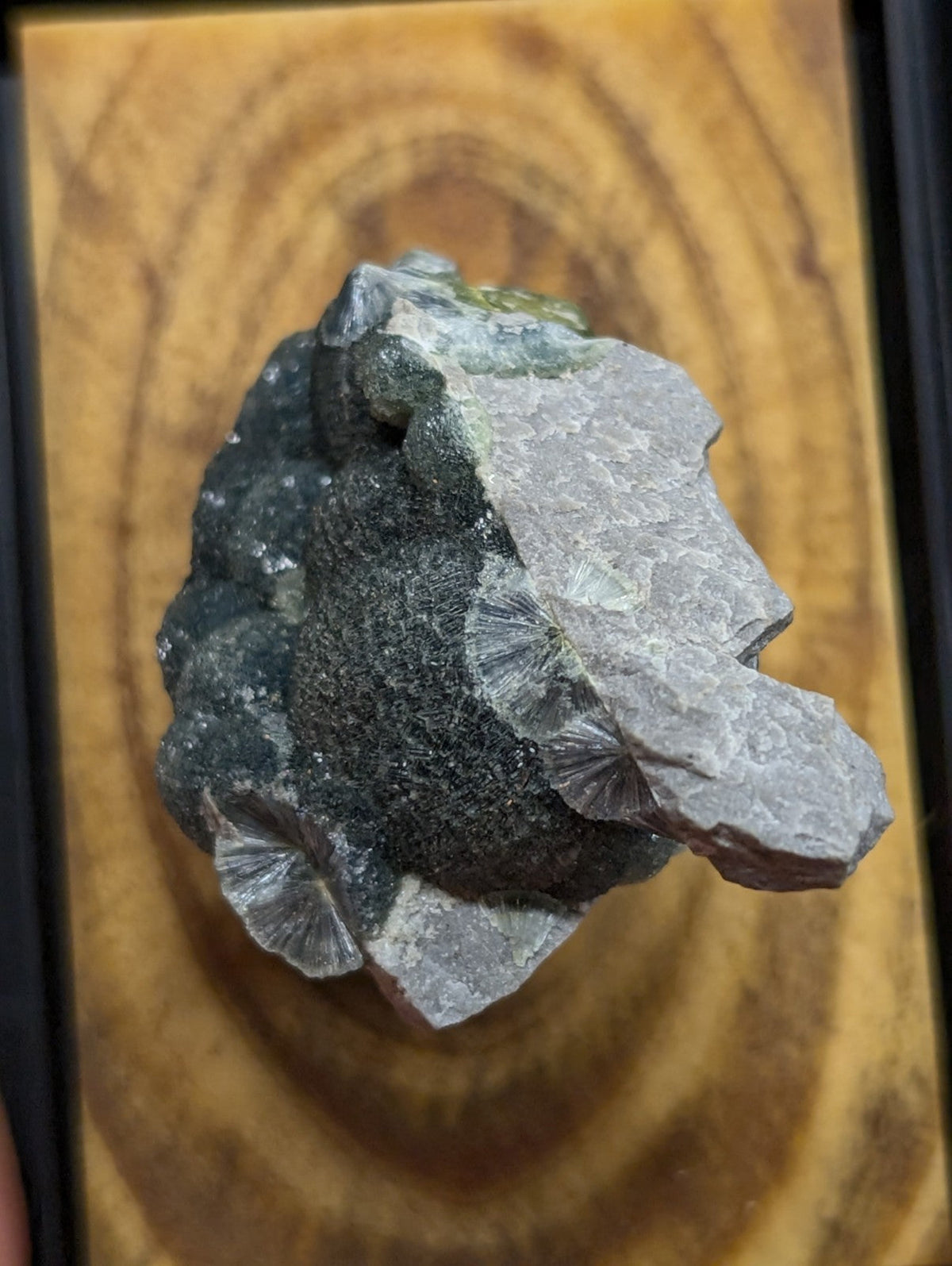 A dark green and gray fossilized coral specimen with intricate, fan-shaped structures.