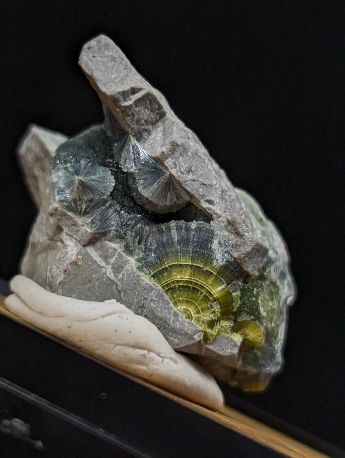 A striking gray rock specimen featuring a vibrant, concentrically layered green and yellow fossilized ammonite nestled within its rugged surface.