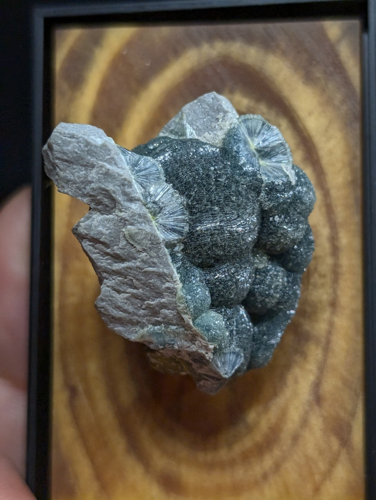 A striking dark green and gray fossilized coral specimen with intricate, fan-like crystalline structures mounted in a wooden display frame.