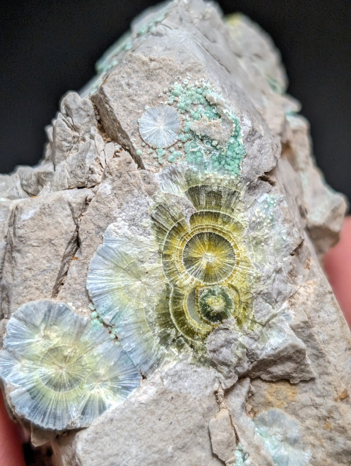 Blue Wavellite on Variscite! -Very Rare Old Stock - Garland County Arkansas - Collectibles:Rocks Fossils &