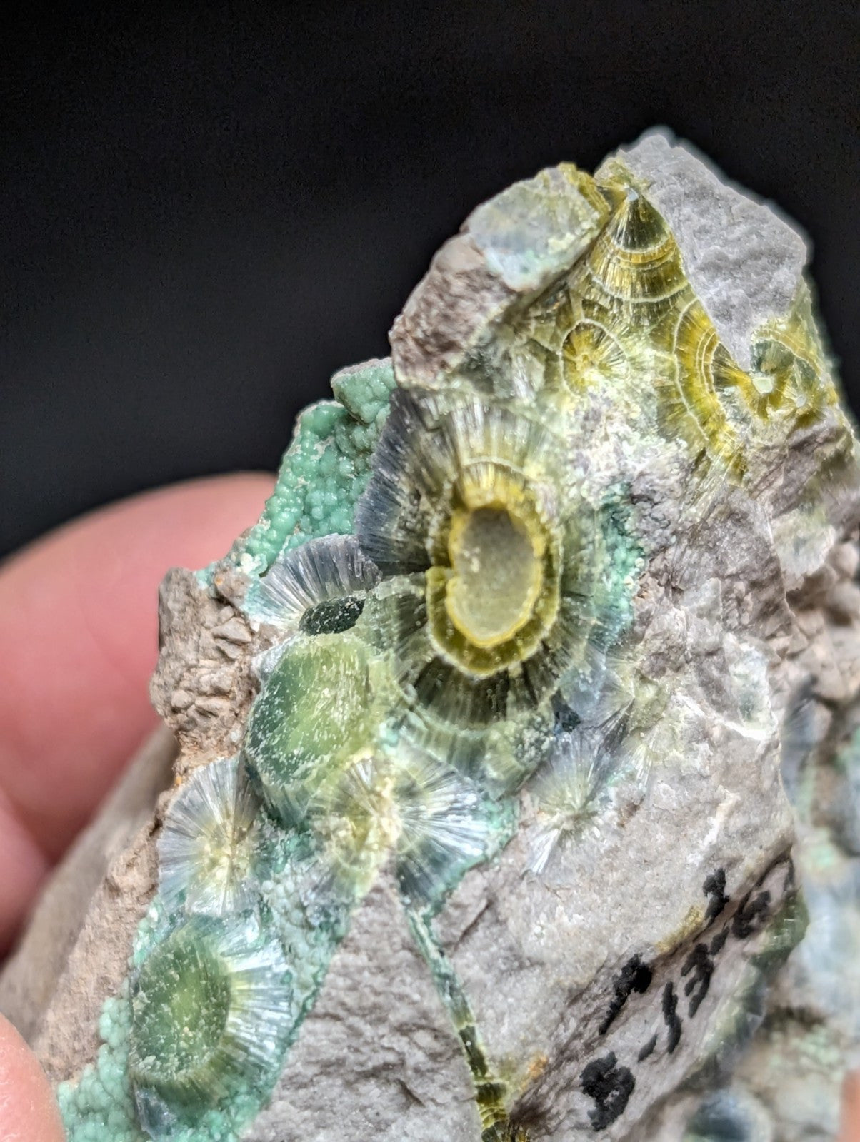 Blue Wavellite on Variscite! -Very Rare Old Stock - Garland County Arkansas - Collectibles:Rocks Fossils &