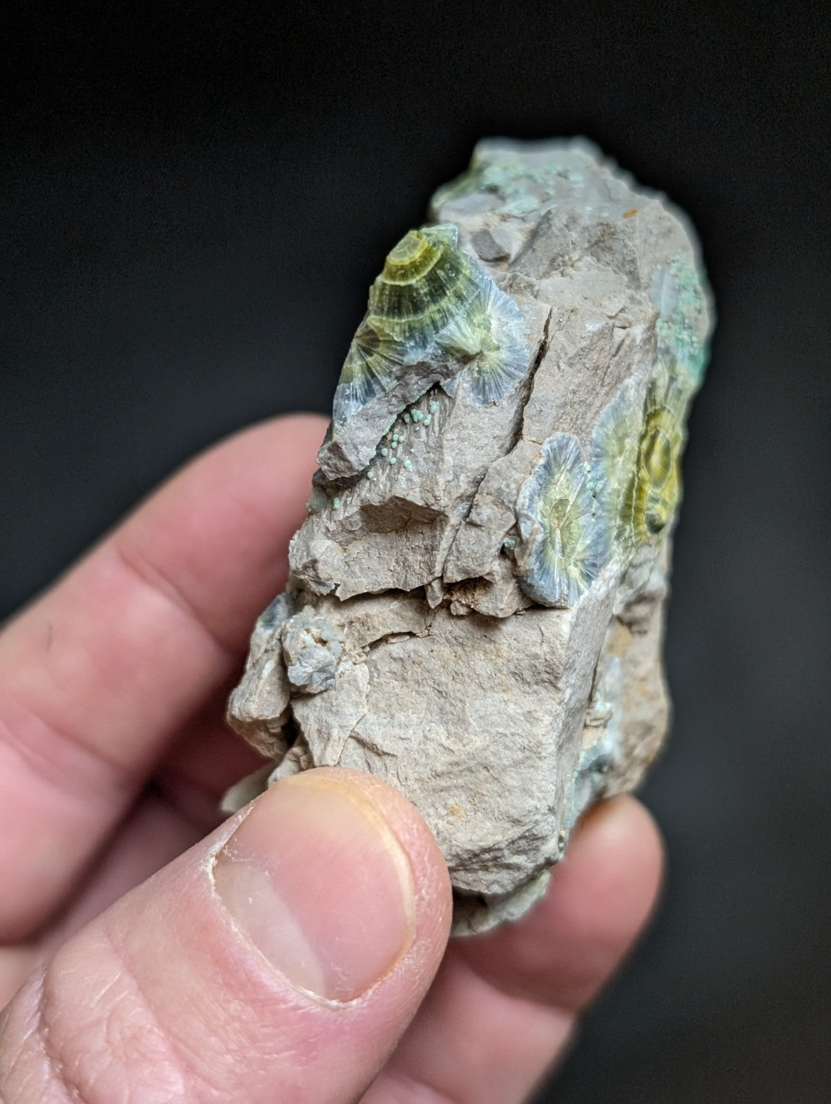Blue Wavellite on Variscite! -Very Rare Old Stock - Garland County Arkansas - Collectibles:Rocks Fossils &