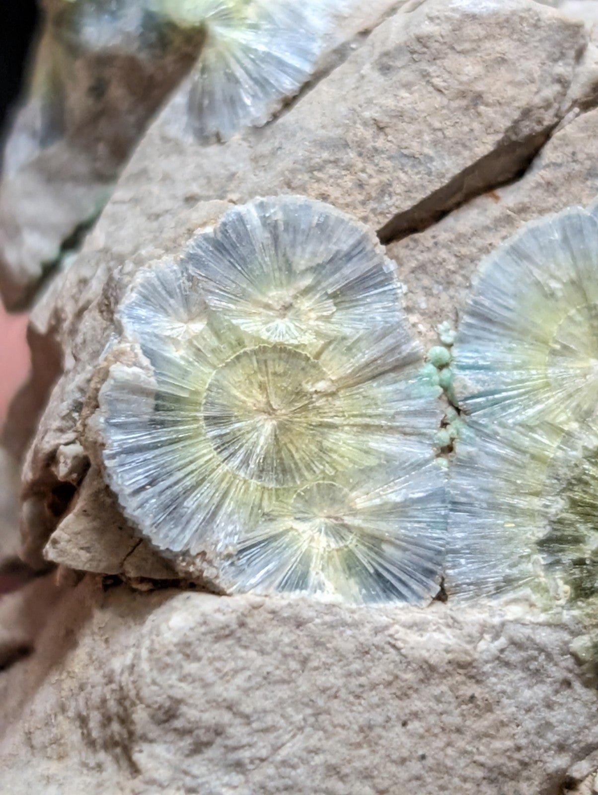 Blue Wavellite on Variscite! -Very Rare Old Stock - Garland County Arkansas - Collectibles:Rocks Fossils &