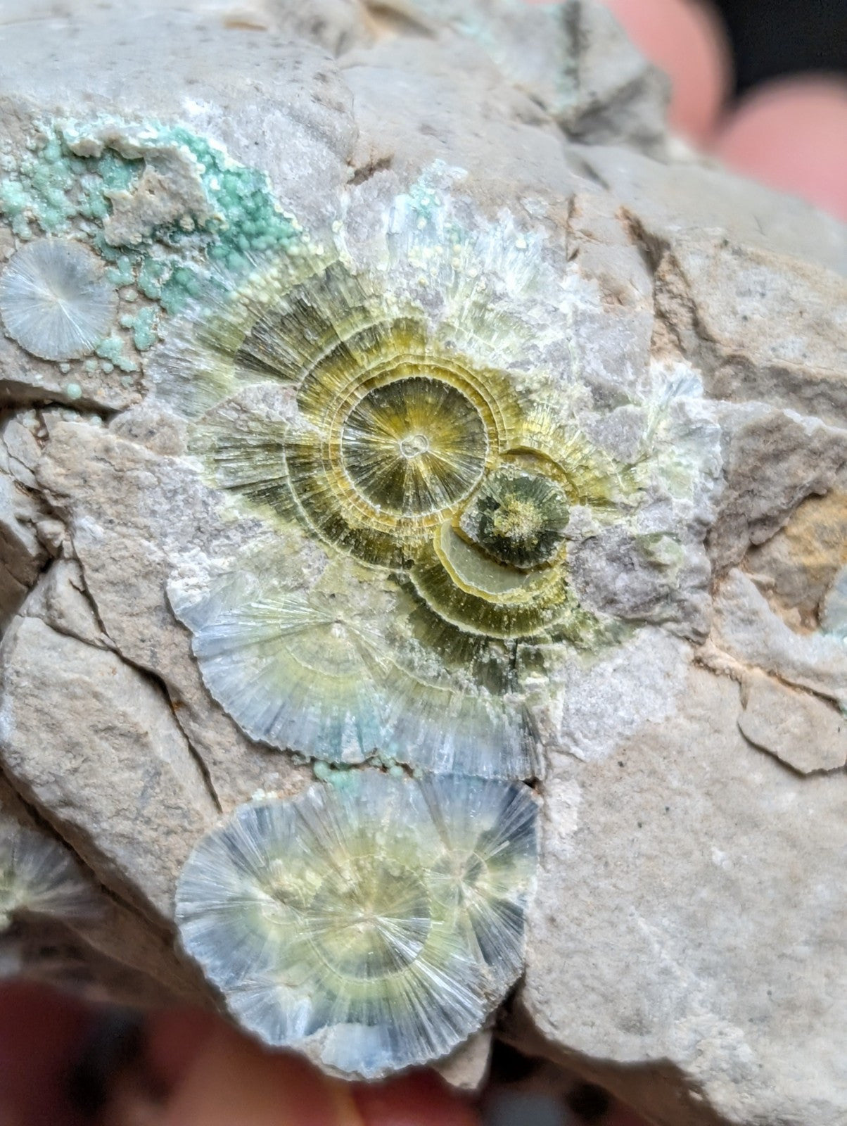 Blue Wavellite on Variscite! -Very Rare Old Stock - Garland County Arkansas - Collectibles:Rocks Fossils &