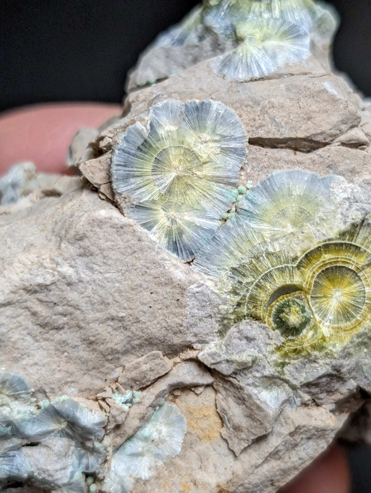Blue Wavellite on Variscite! -Very Rare Old Stock - Garland County Arkansas - Collectibles:Rocks Fossils &