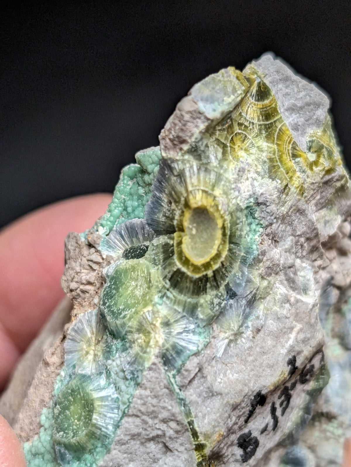 Blue Wavellite on Variscite! -Very Rare Old Stock - Garland County Arkansas - Collectibles:Rocks Fossils &