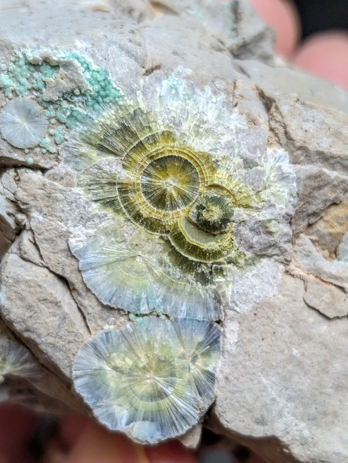 Blue Wavellite on Variscite! -Very Rare Old Stock - Garland County Arkansas - Collectibles:Rocks Fossils &