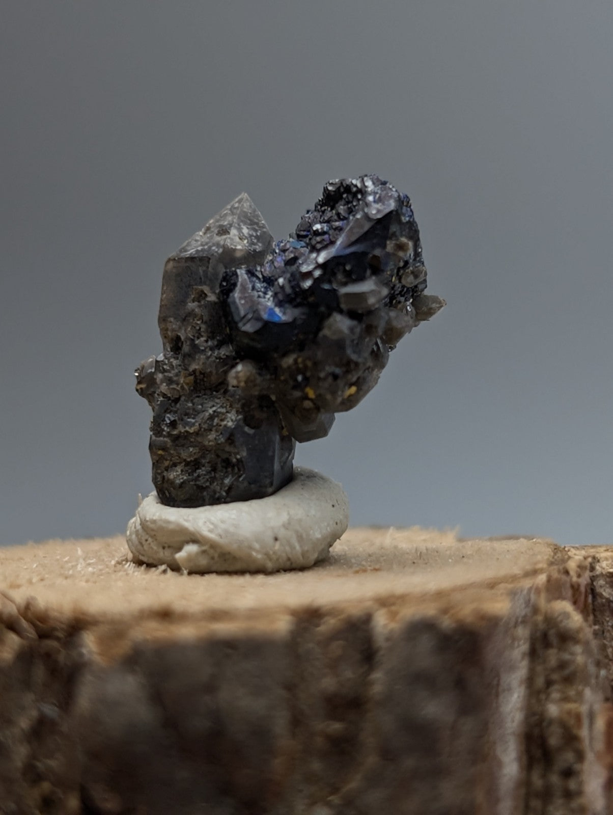 Brookite on smoky quartz with glossy dark faceted crystals and iridescent blue highlights on wood display from Arkansas