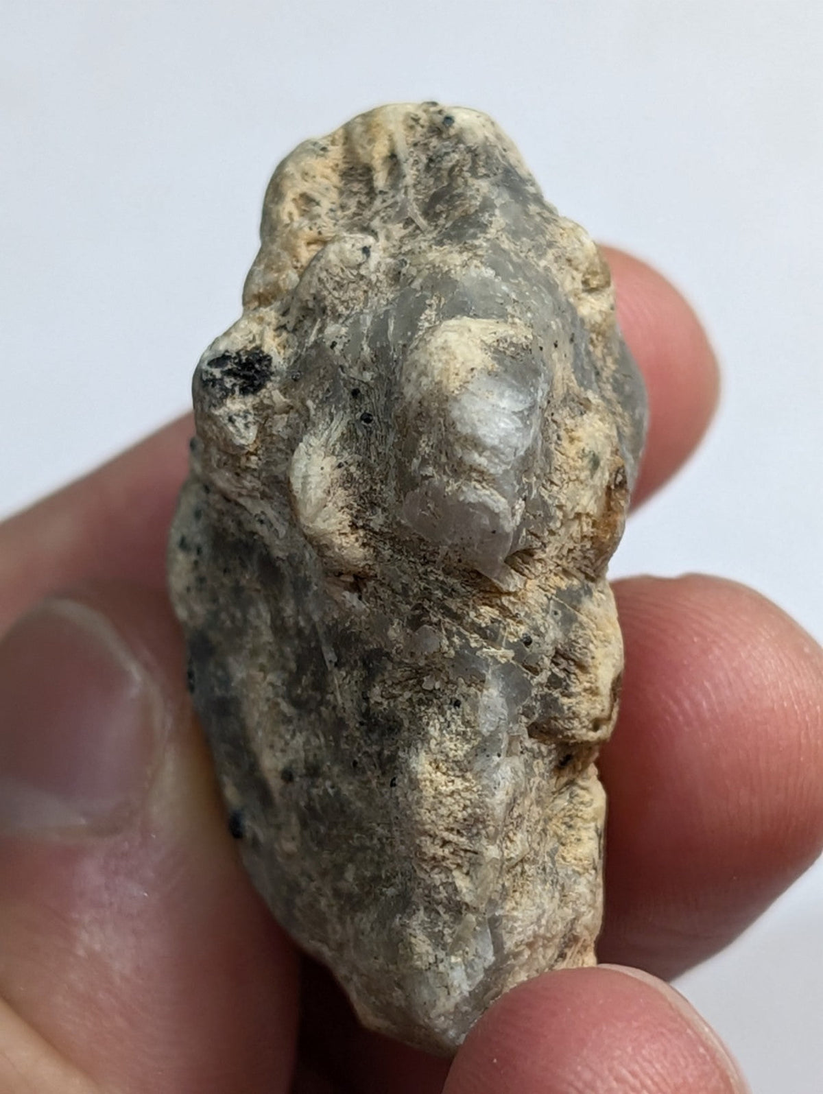 A rough, grayish-white fossilized shell with a textured surface and subtle translucency.