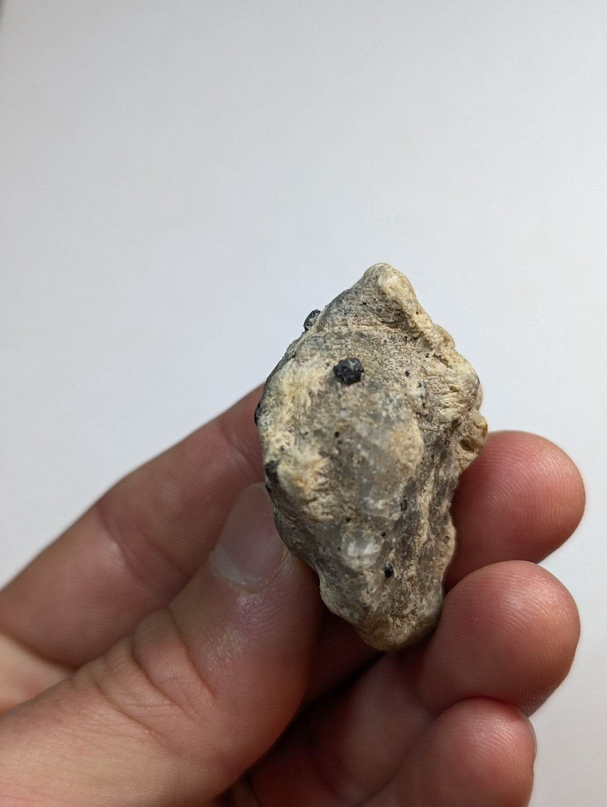 A weathered, light grayish-brown oyster shell with a rough, textured surface and small dark spots.