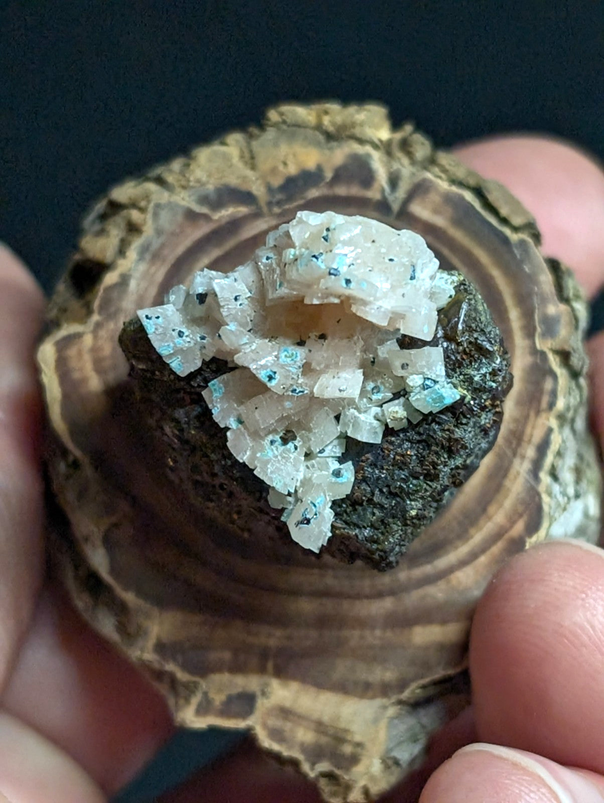 A cluster of translucent, light blue and white crystals nestled atop a dark mineral base within a circular, wood-grain textured display holder.
