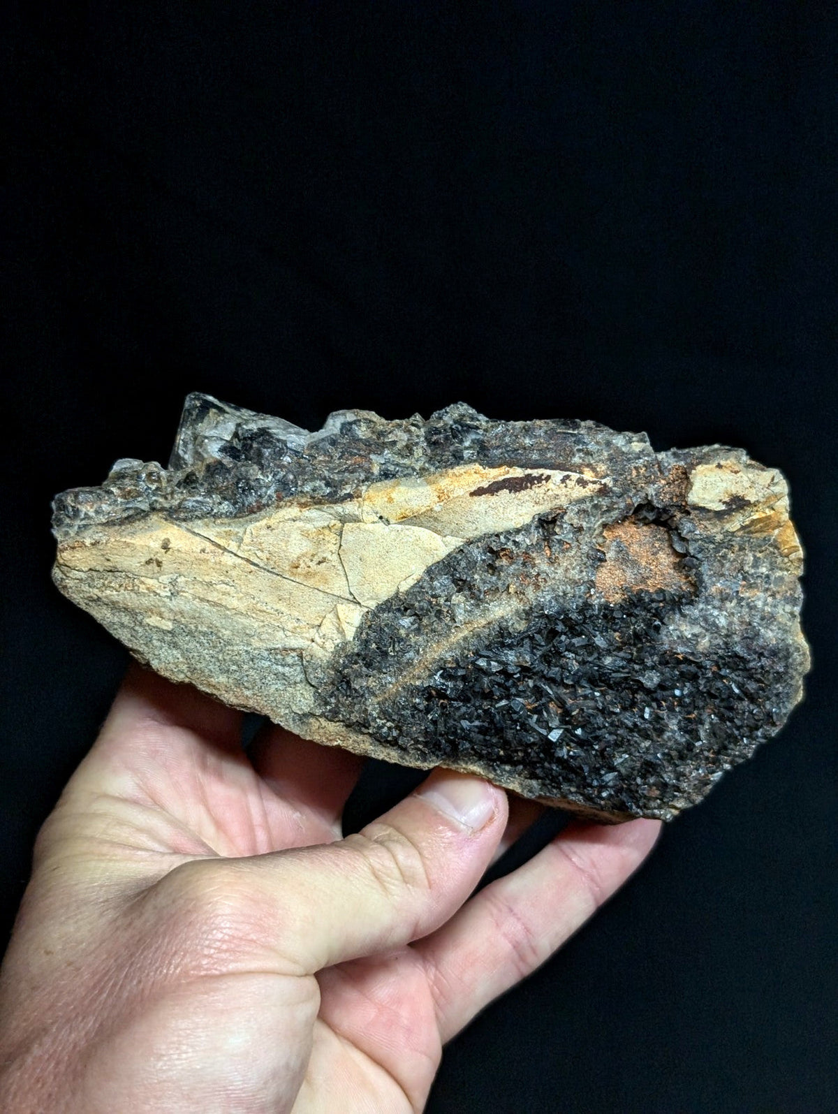 A rugged, irregularly shaped fossilized rock fragment with a textured surface displaying patches of dark gray, black, and light beige tones.