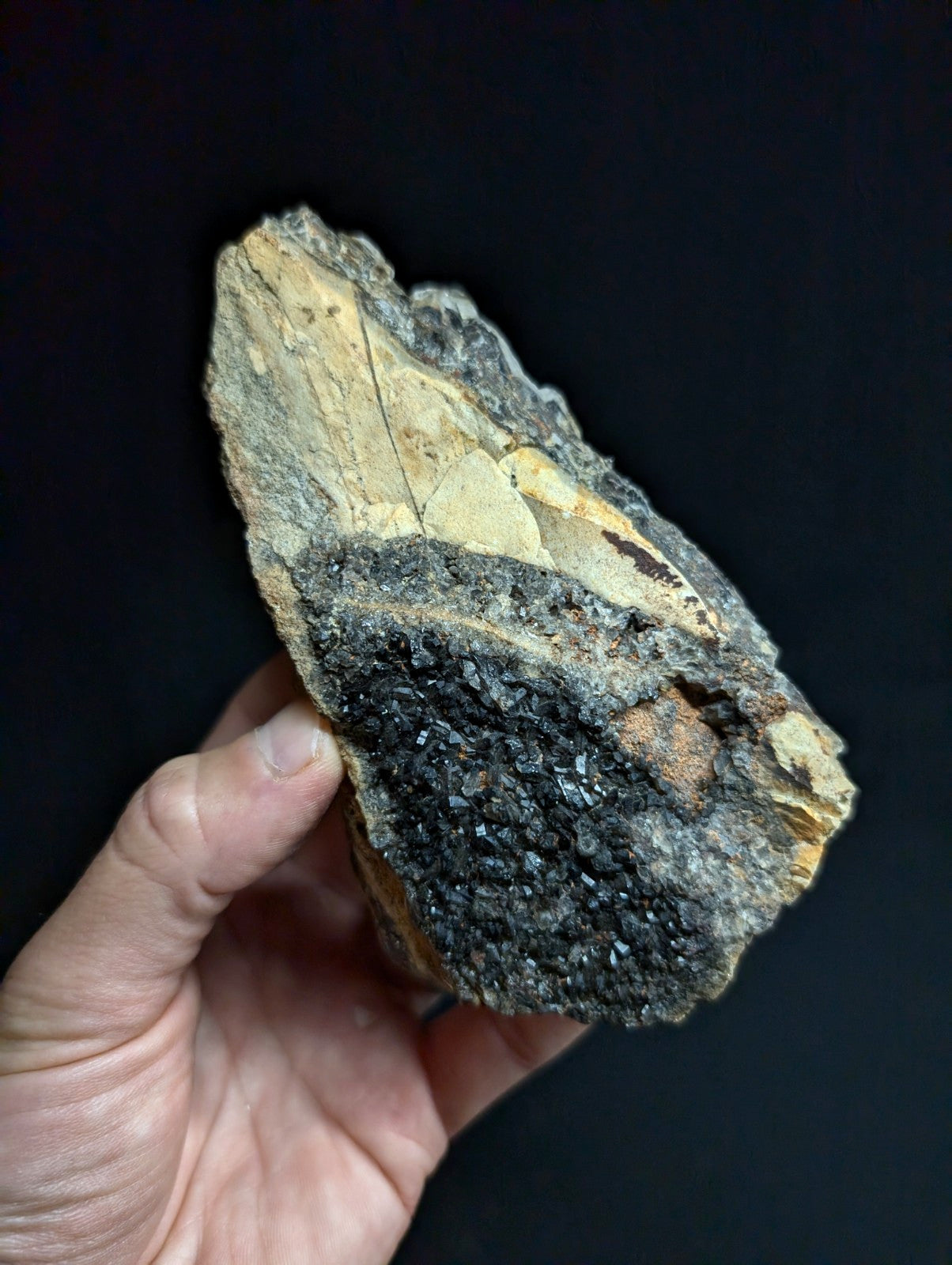 A hand holds a rough, irregularly shaped geological specimen featuring dark black crystals densely clustered on one side and lighter tan to gray rock with visible striations on the other.