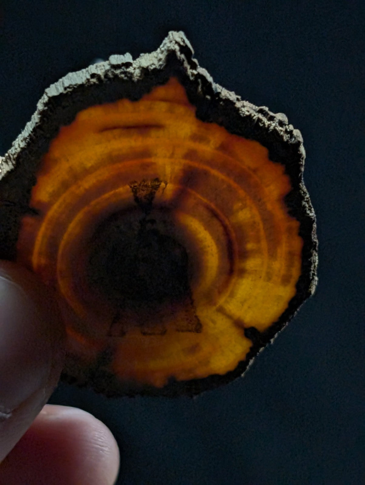 A hand holds a circular slice of amber-colored wood with concentric rings and a rough, dark outer edge.
