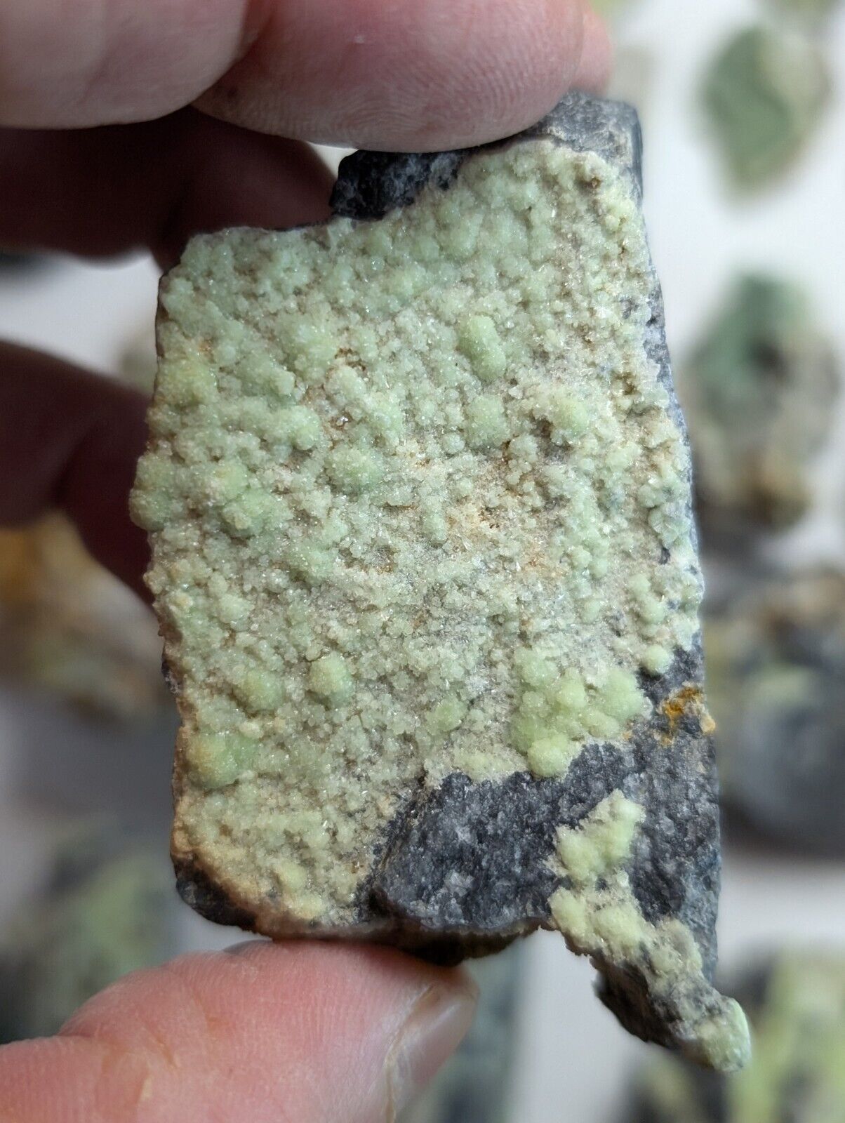 Flat of 35 Wavellite Specimens (Arkansas USA) - OOAK Natural Crystal Clusters - Collectibles:Rocks Fossils &