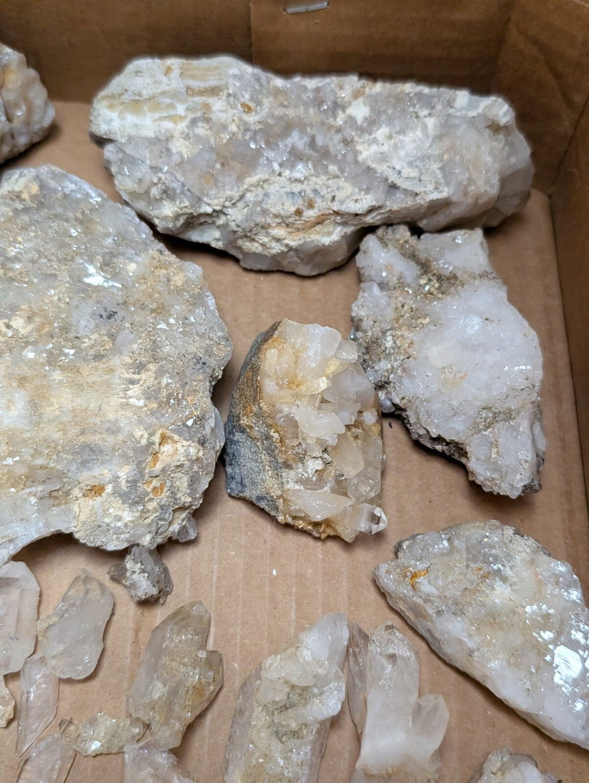 White and translucent quartz crystals with golden mineral inclusions, displayed on a cardboard surface.