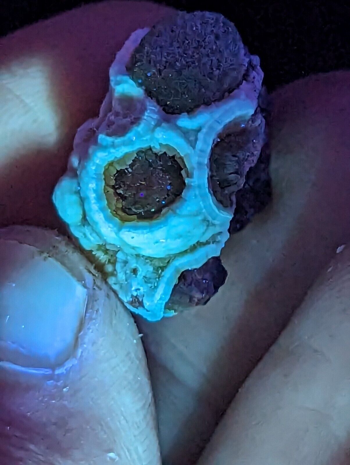 Fluorescent Wavellite - Old Stock - Mauldin Mountain Arkansas Rare and Unique - Collectibles:Rocks Fossils &