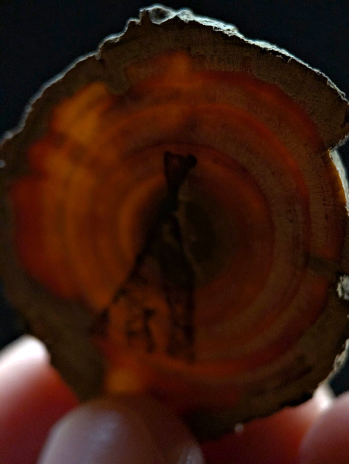 A circular cross-section of a tree trunk with concentric rings in warm orange and brown hues, showcasing natural wood grain.