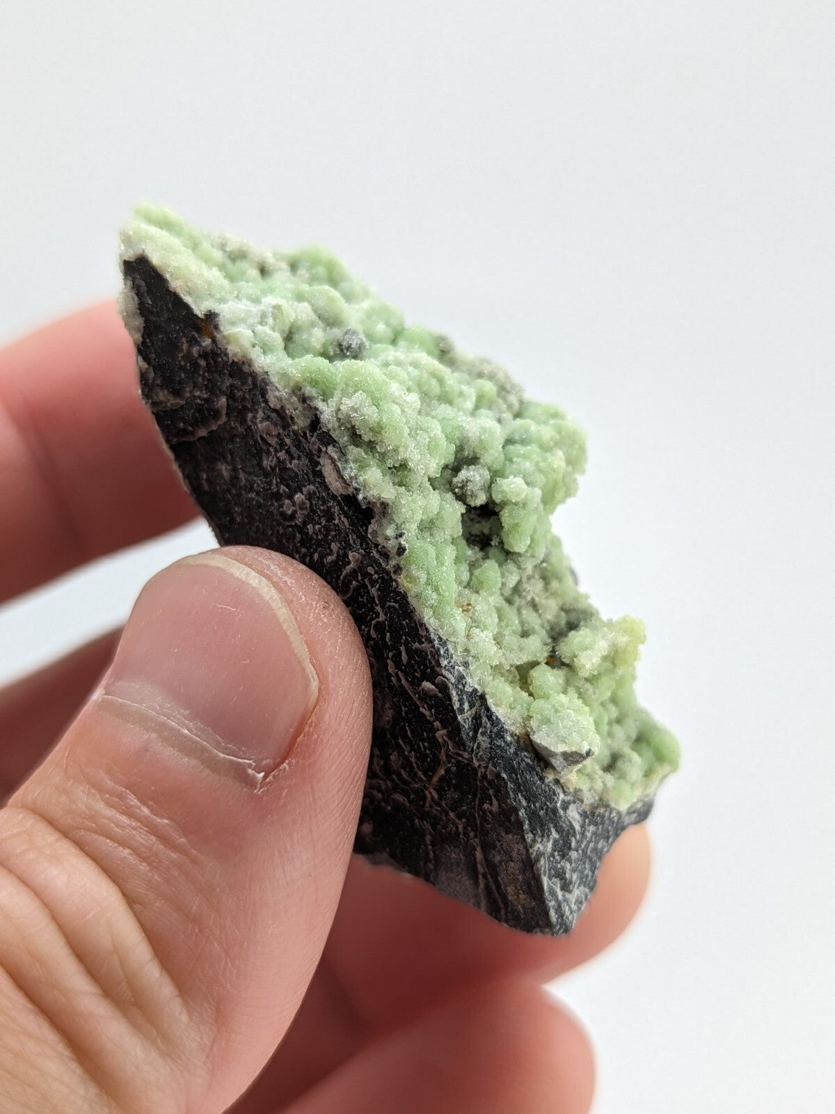 A hand holds a mineral specimen featuring vibrant light green, crystalline formations growing from a dark gray rock base.