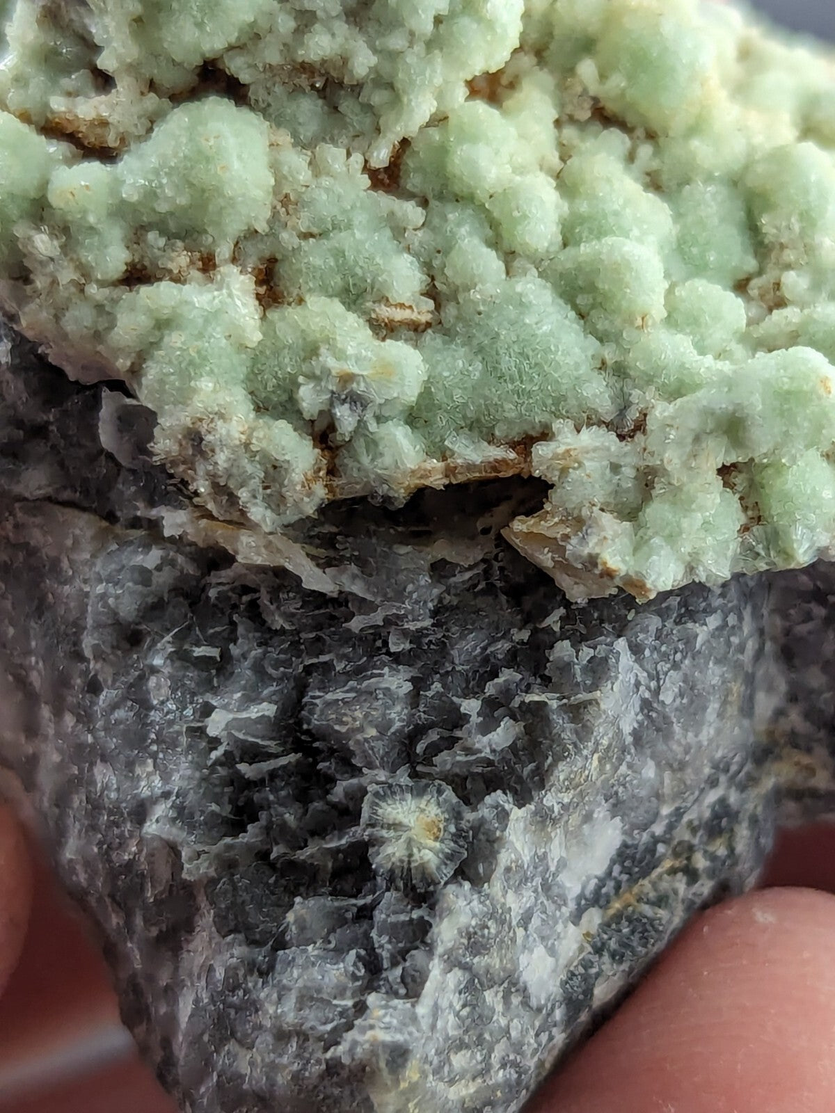 A cluster of light green, crystalline minerals growing atop a dark gray rock matrix.