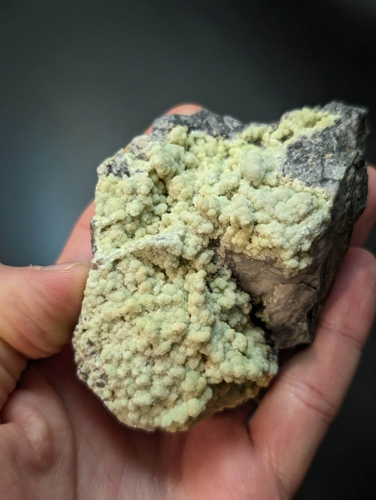 A hand holds a rough, dark gray rock specimen featuring dense clusters of pale greenish-yellow mineral crystals.