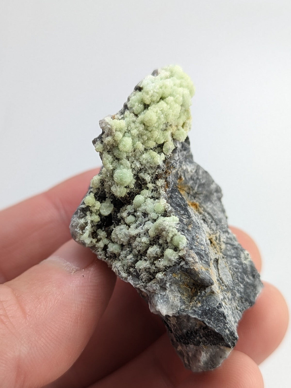 A hand holds a dark gray rock specimen featuring clusters of pale green, rounded mineral formations.