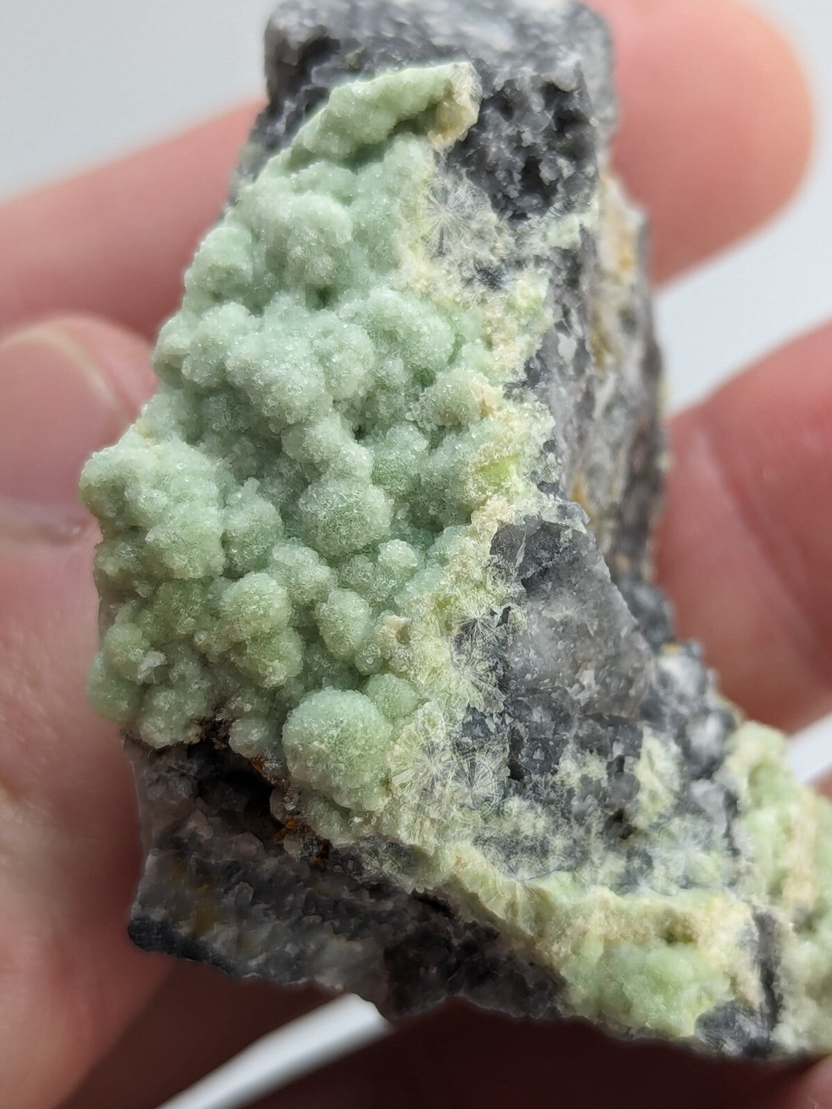 A hand holds a mineral specimen featuring clusters of light green, rounded crystals growing from a dark gray rock matrix.