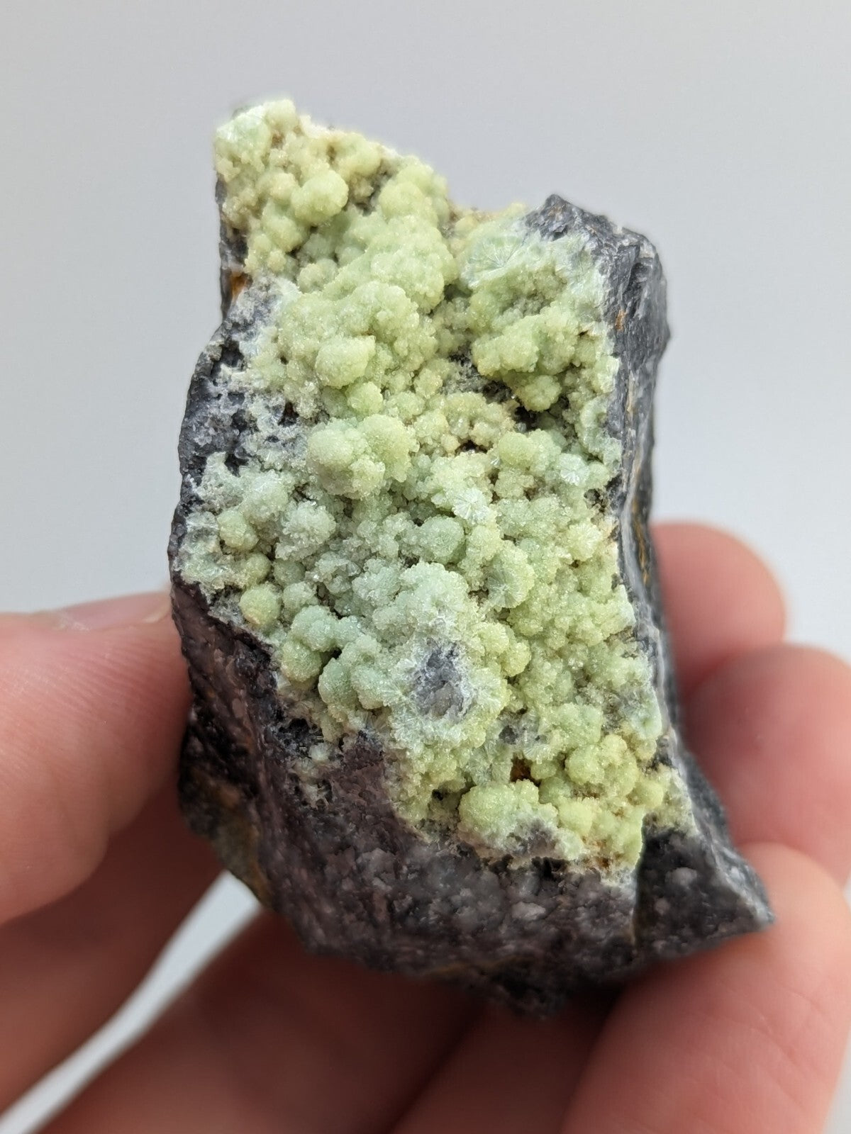 A hand holds a dark gray rock specimen featuring clusters of pale green, rounded mineral formations.