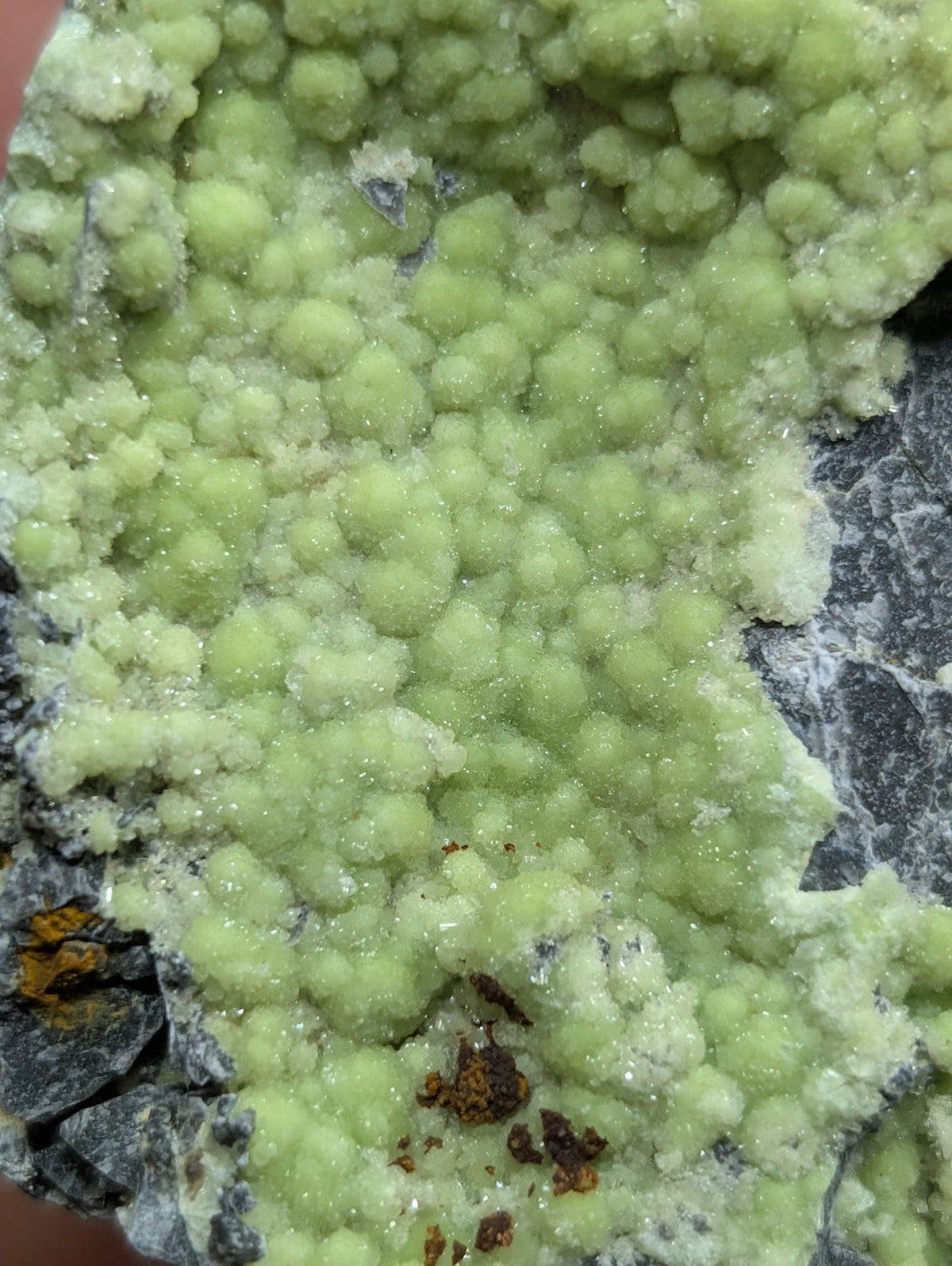 A cluster of pale green, spherical crystals growing densely on a dark gray rock matrix.