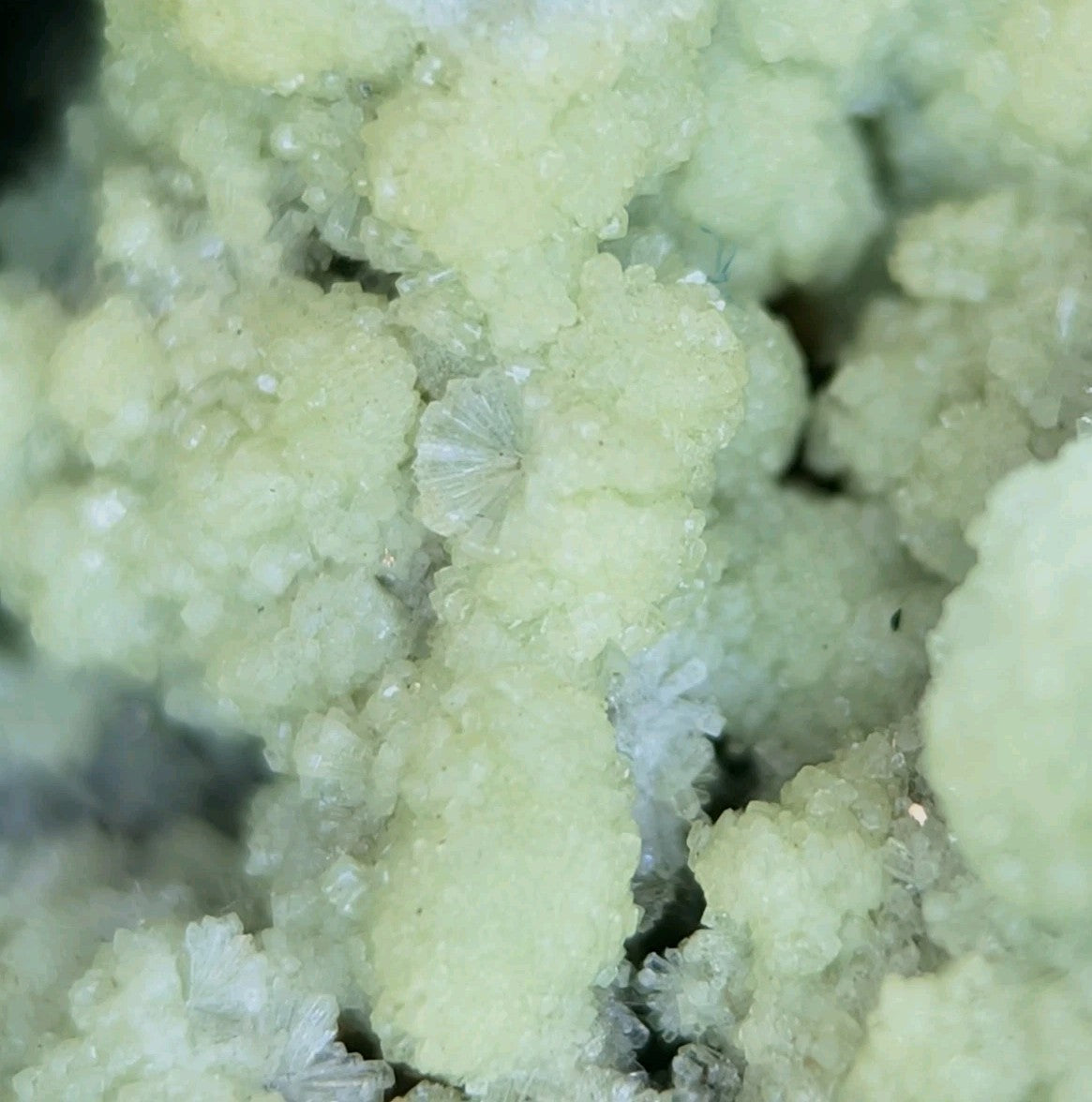 Pale yellow, crystalline mineral formations with delicate, fan-like structures.