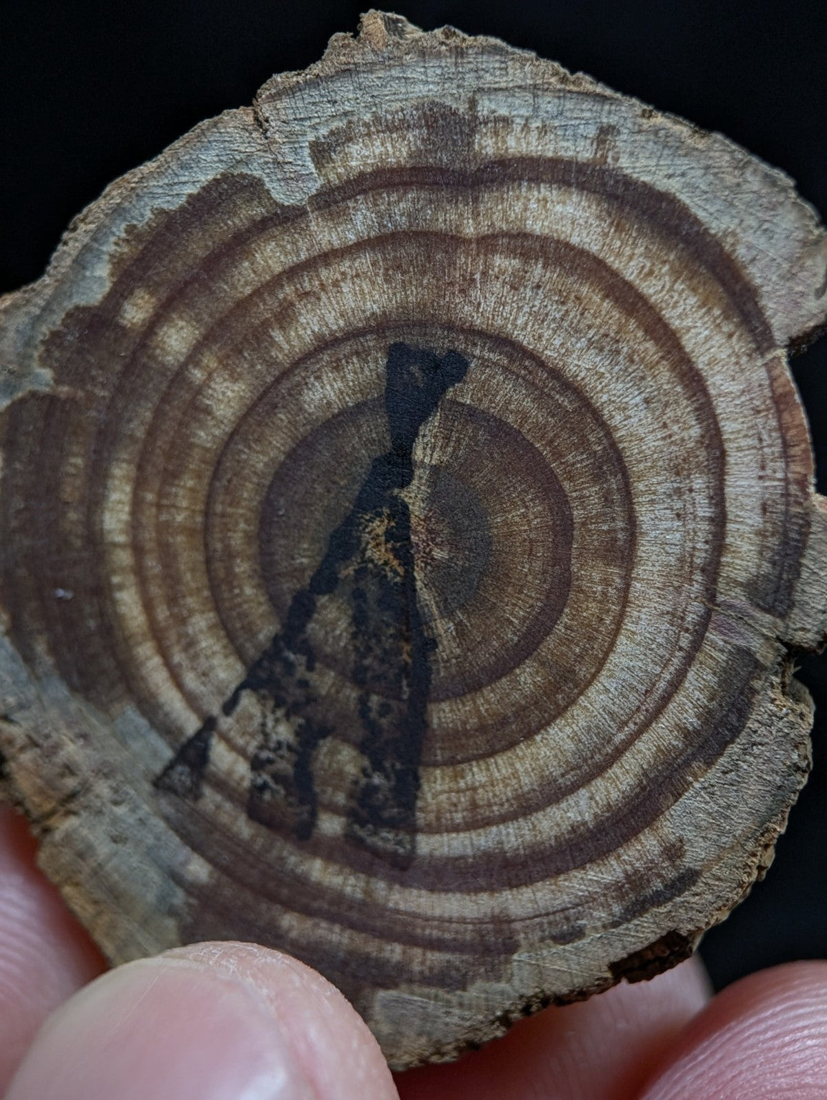 A rustic, circular wood slice with concentric growth rings and a dark, irregularly shaped mark at its center.