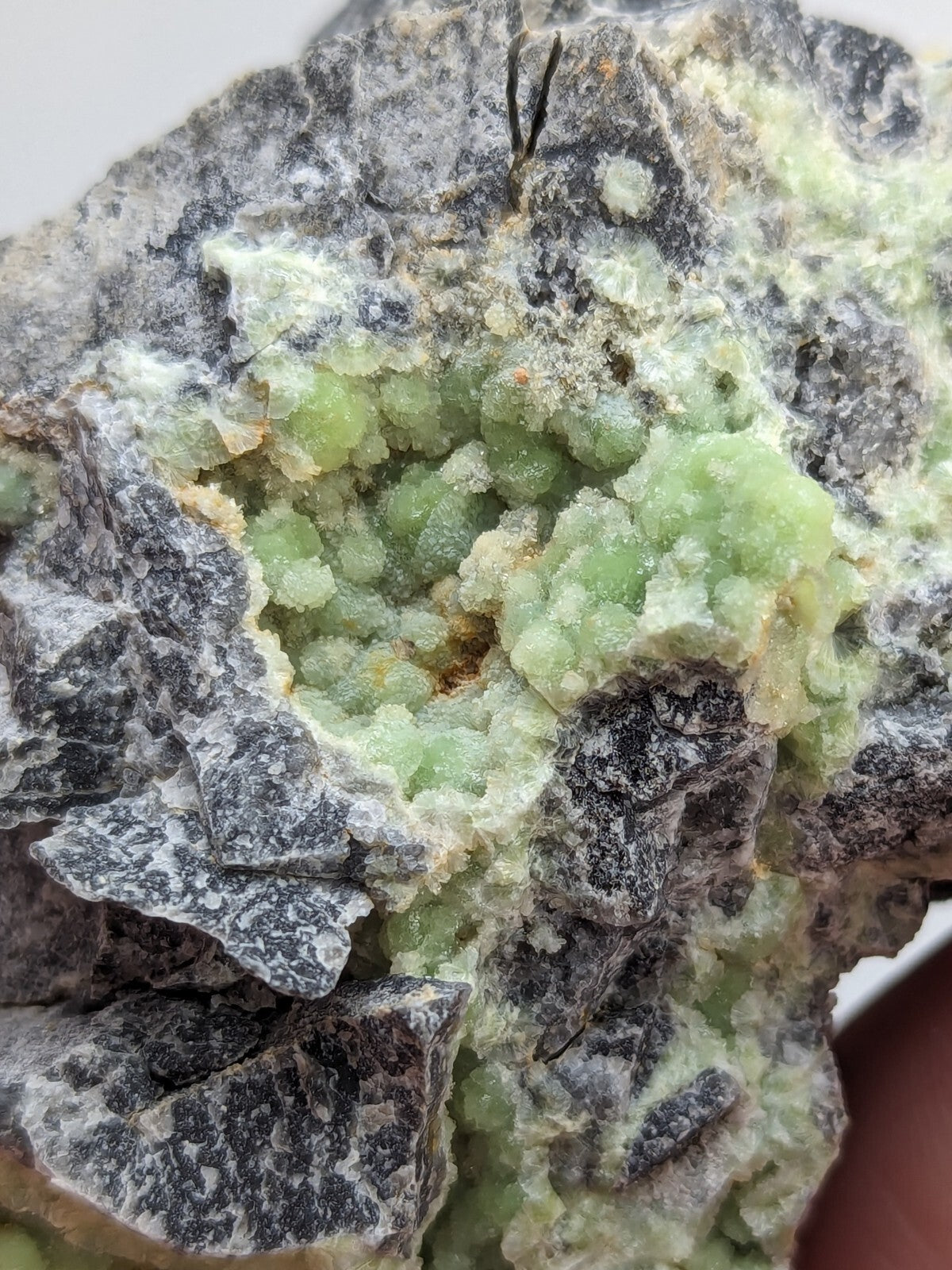 A striking green mineral specimen with a crystalline, textured surface embedded in dark gray rock.