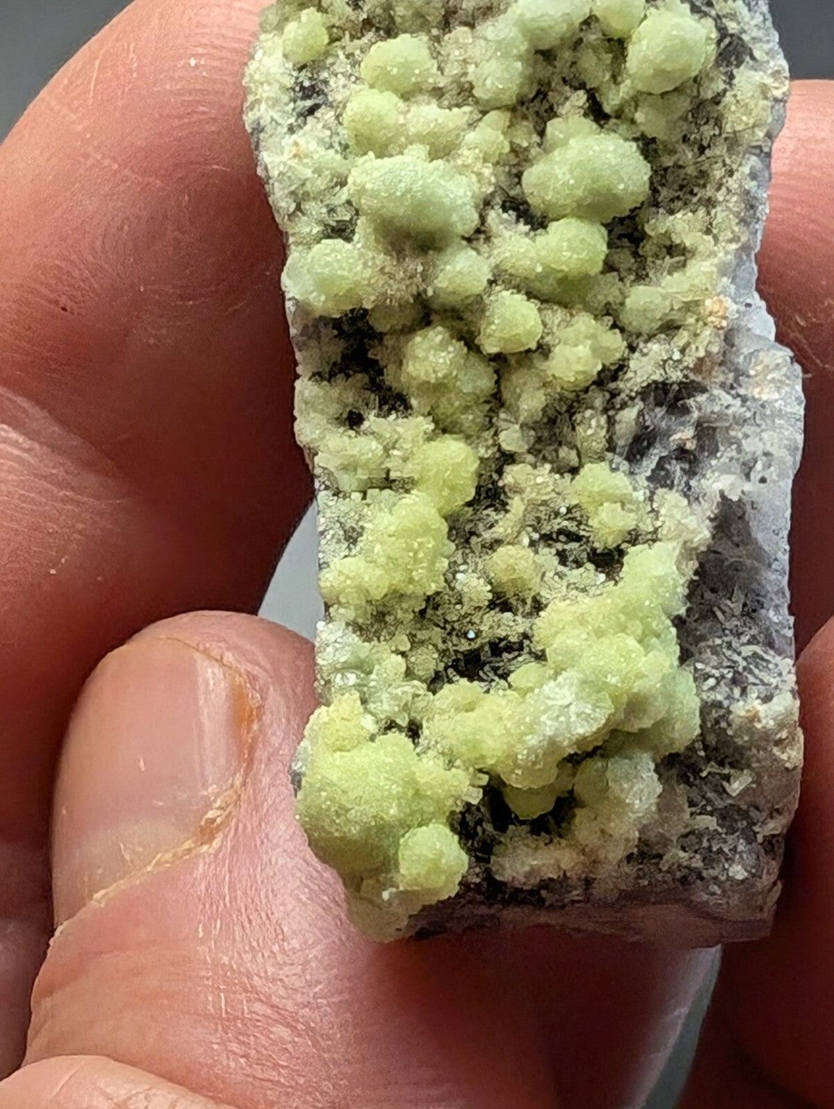 A hand holds a mineral specimen featuring clusters of pale green, rounded crystals growing on a dark gray matrix.