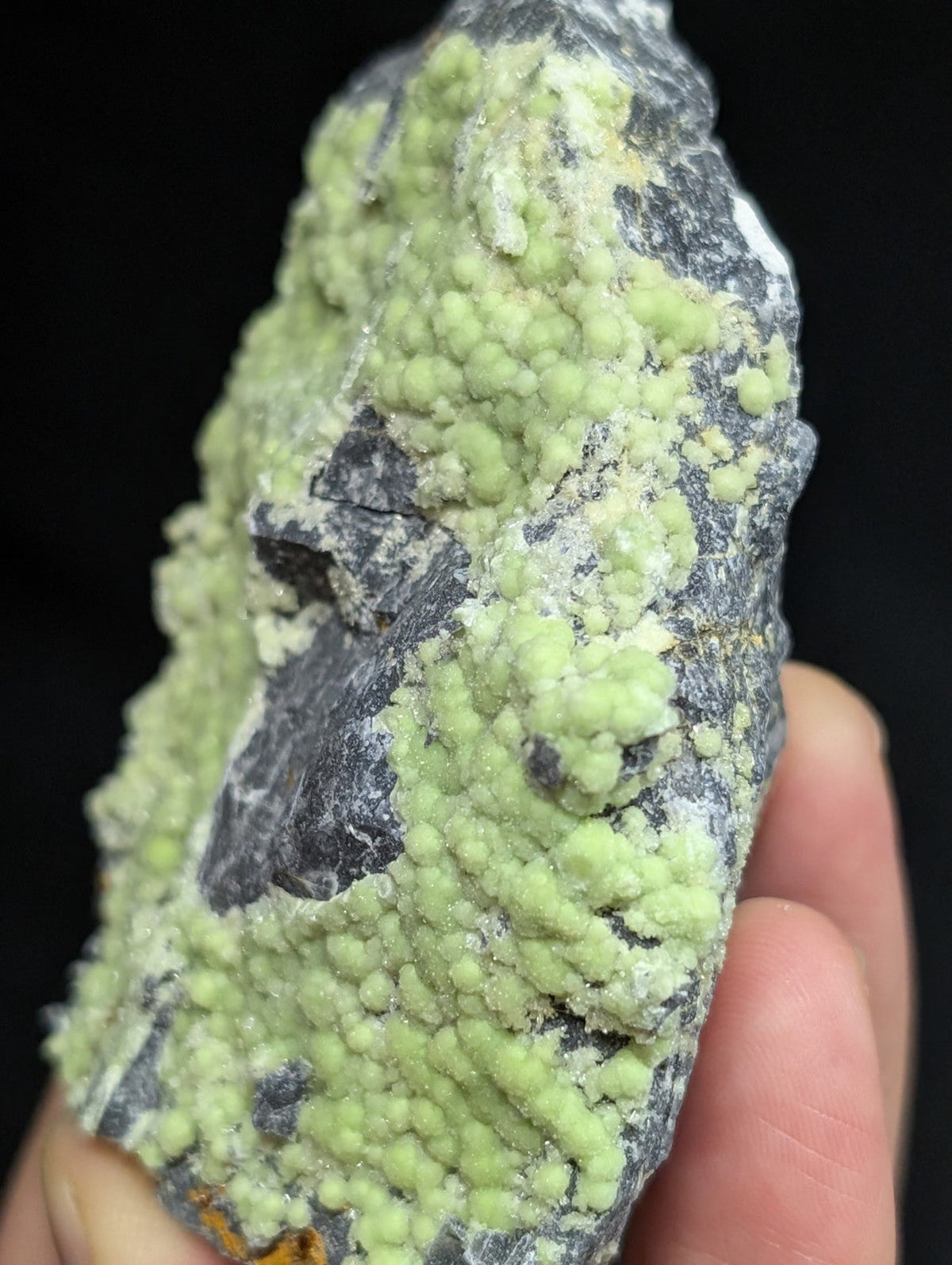 A hand holds a dark gray rock specimen featuring clusters of vibrant light green, bead-like mineral formations.