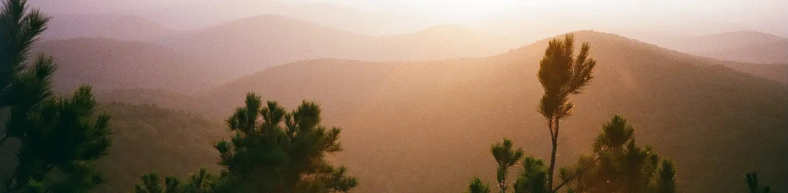 Golden-hued sunset bathes layered mountain ridges in warm light, with dark green pine trees silhouetted against the horizon.