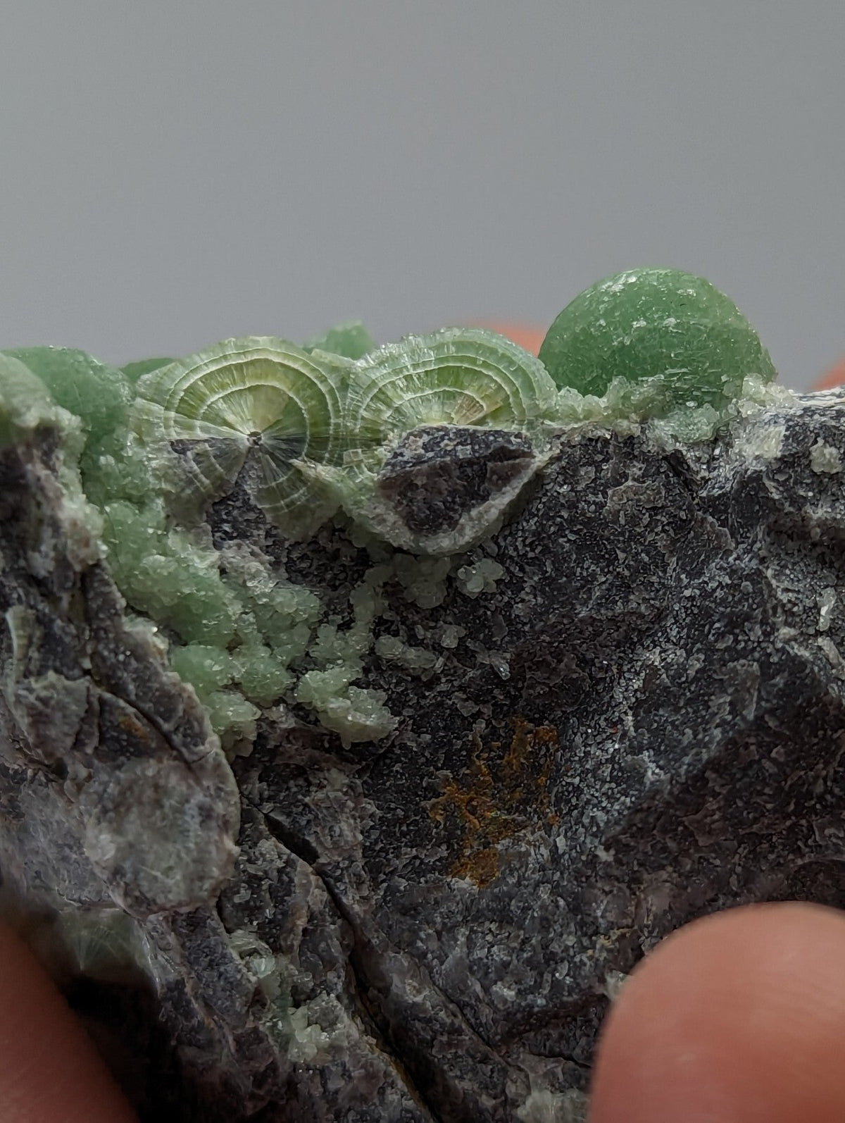 A cluster of translucent green calcite crystals with concentric, fan-like growth patterns growing from a dark gray rock matrix.