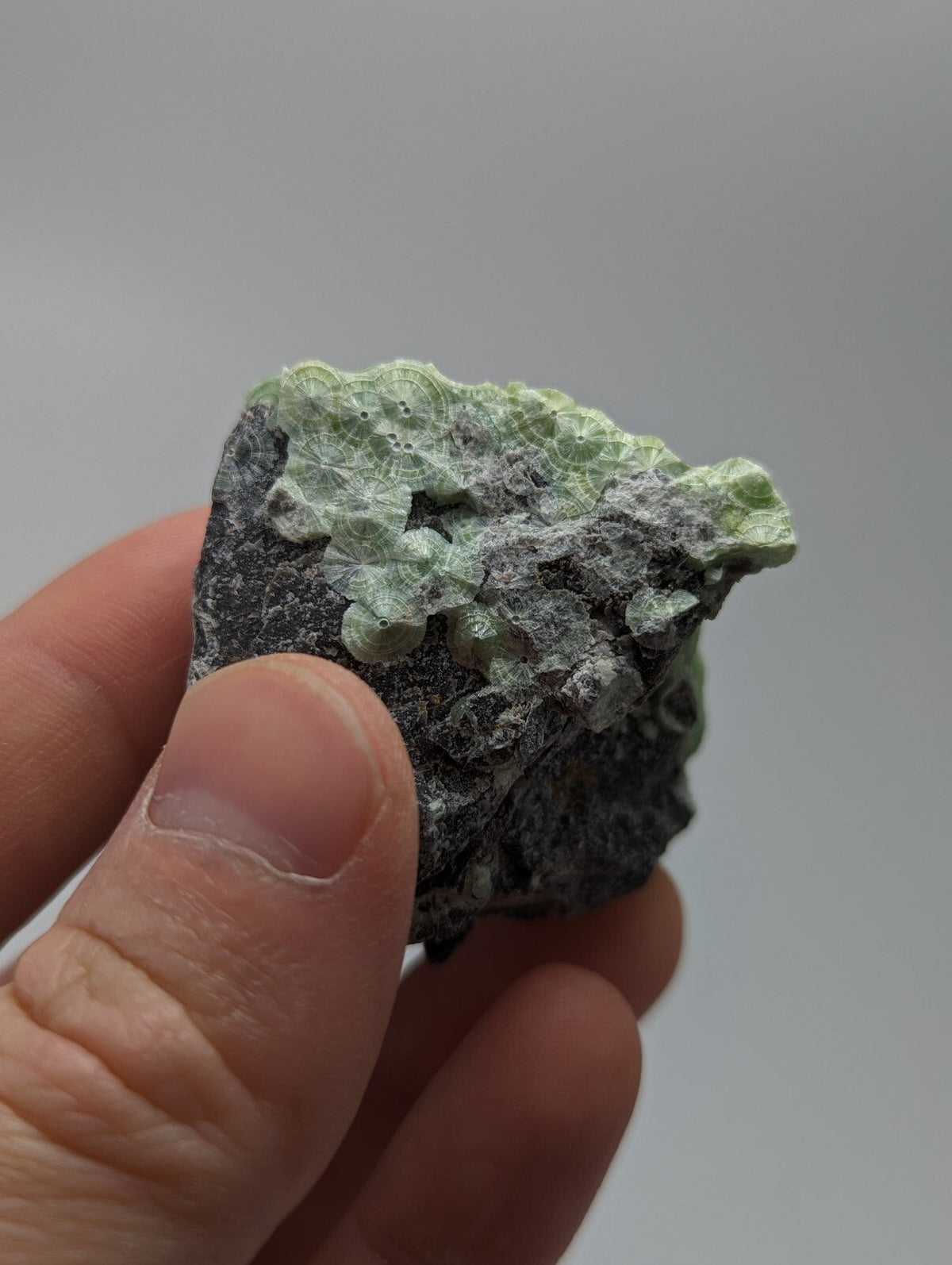 A hand holds a dark gray rock specimen featuring delicate, light green crystalline formations with intricate lace-like patterns.