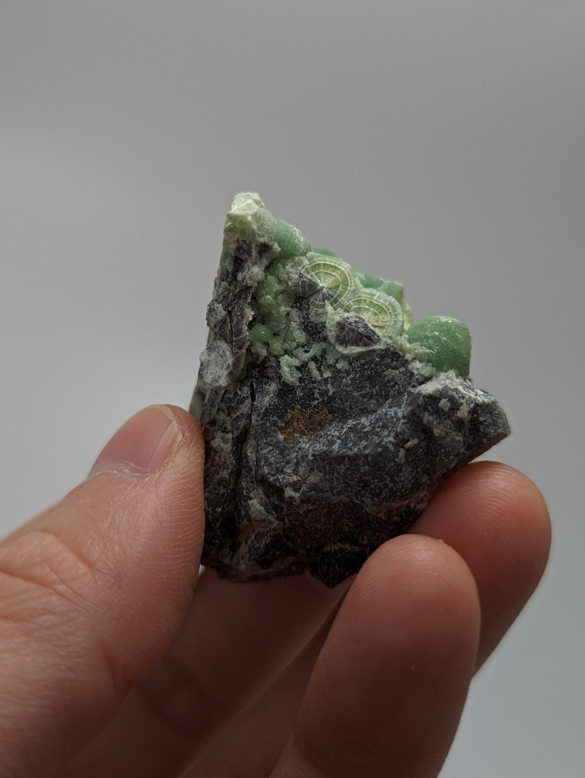 A hand holds a dark gray rock specimen featuring vibrant green mineral inclusions with intricate, circular patterns.