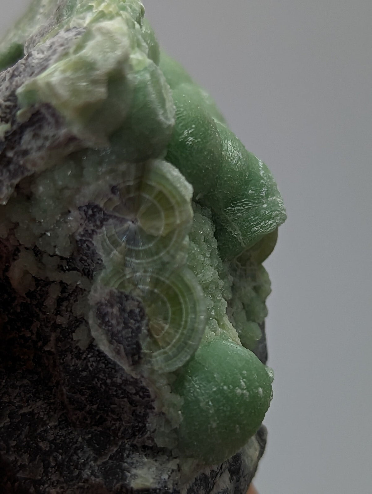 A translucent green mineral specimen featuring rounded, glossy crystals with concentric circular patterns embedded in a dark, textured matrix.