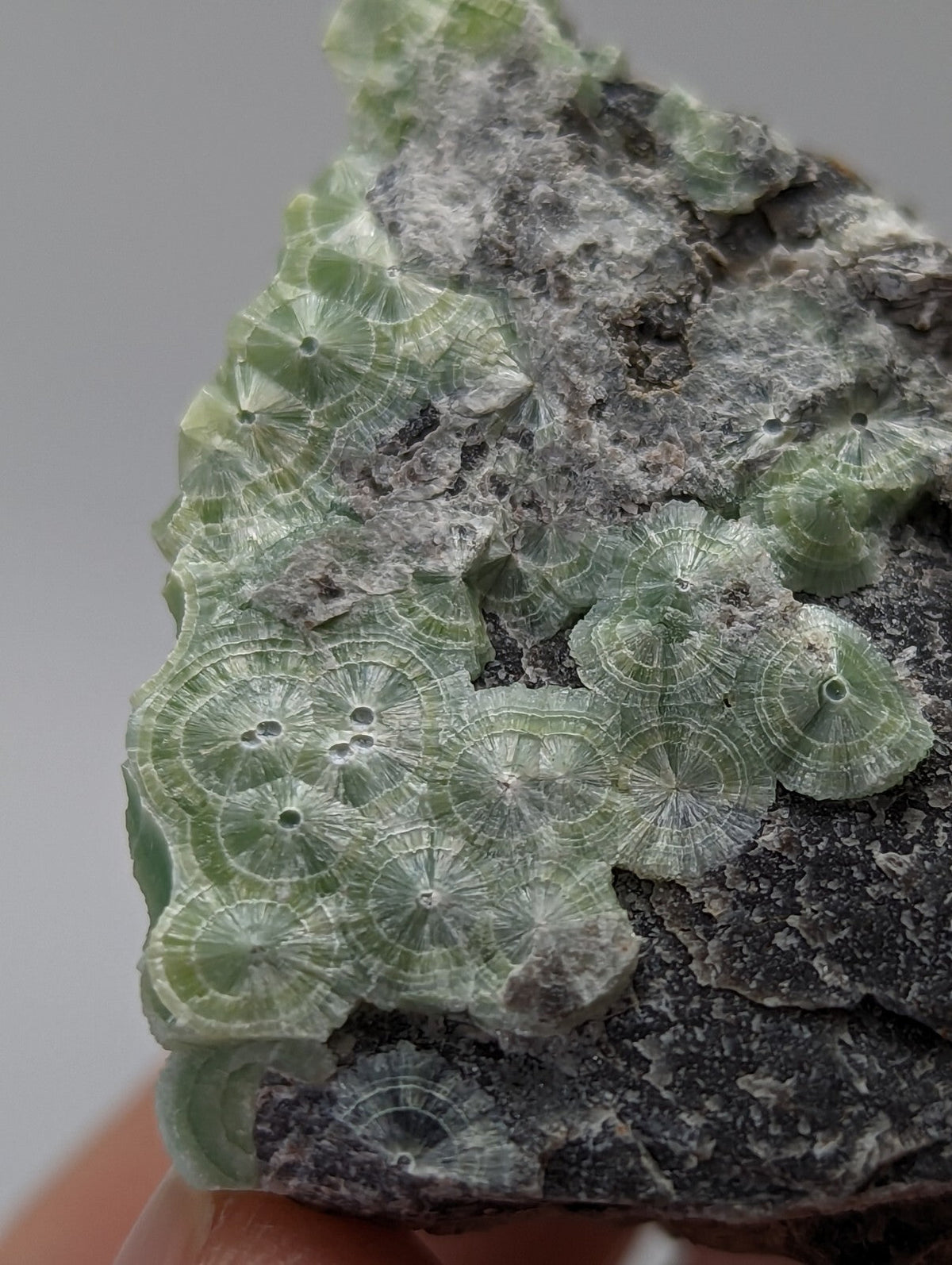 A translucent green fossilized coral specimen with intricate radial patterns, embedded in a dark gray rock matrix.